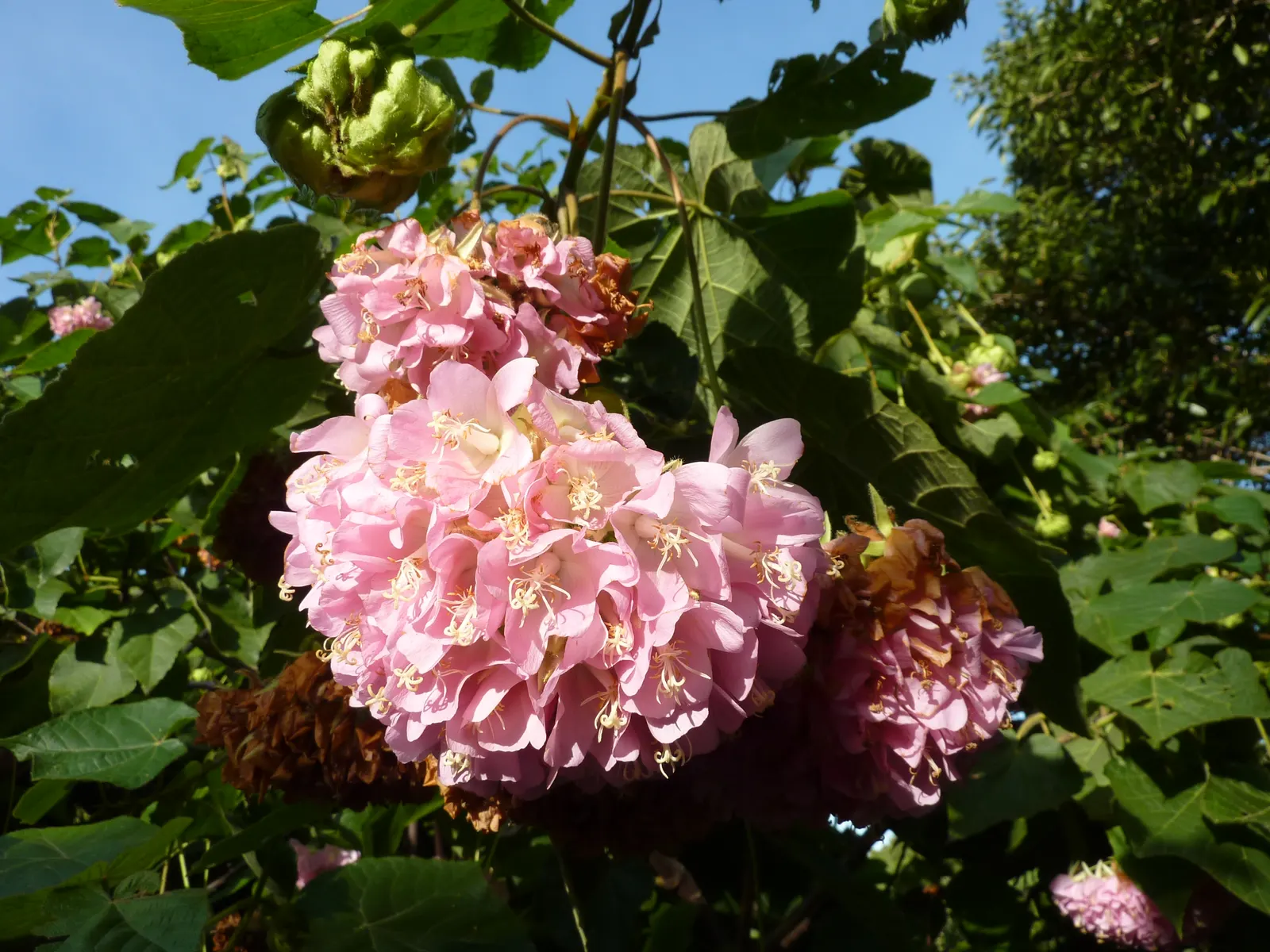Pink Ball Tree (Dombeya Wallichii) — tree with pink blooms; these leaves are a deep green hue that contrasts beautifully against the showy clusters of flowers