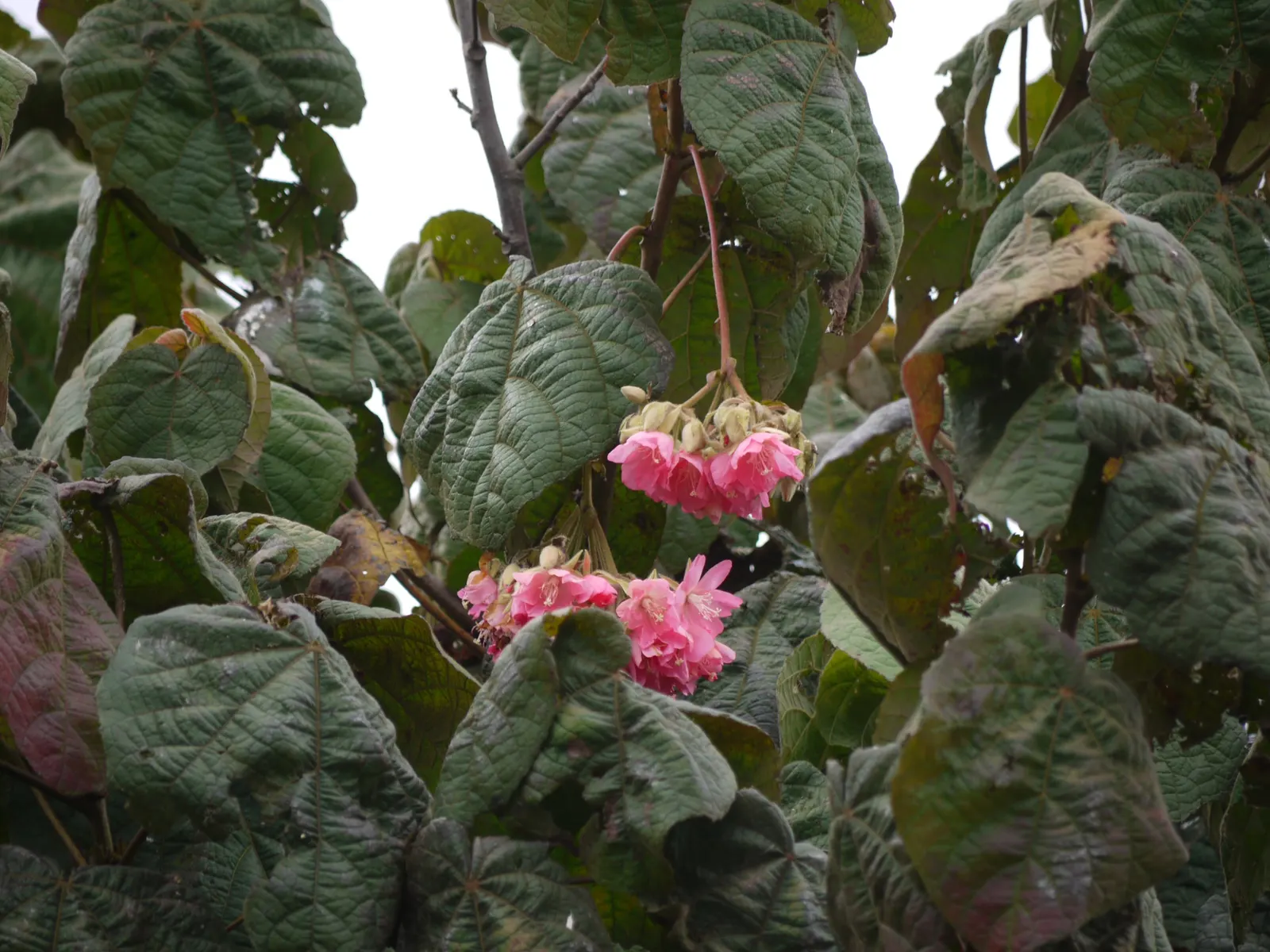 Pink Ball Tree (Dombeya Wallichii) — Well-drained soil is essential to prevent root rot; adding a touch of tropical elegance to the garden setting, image 78