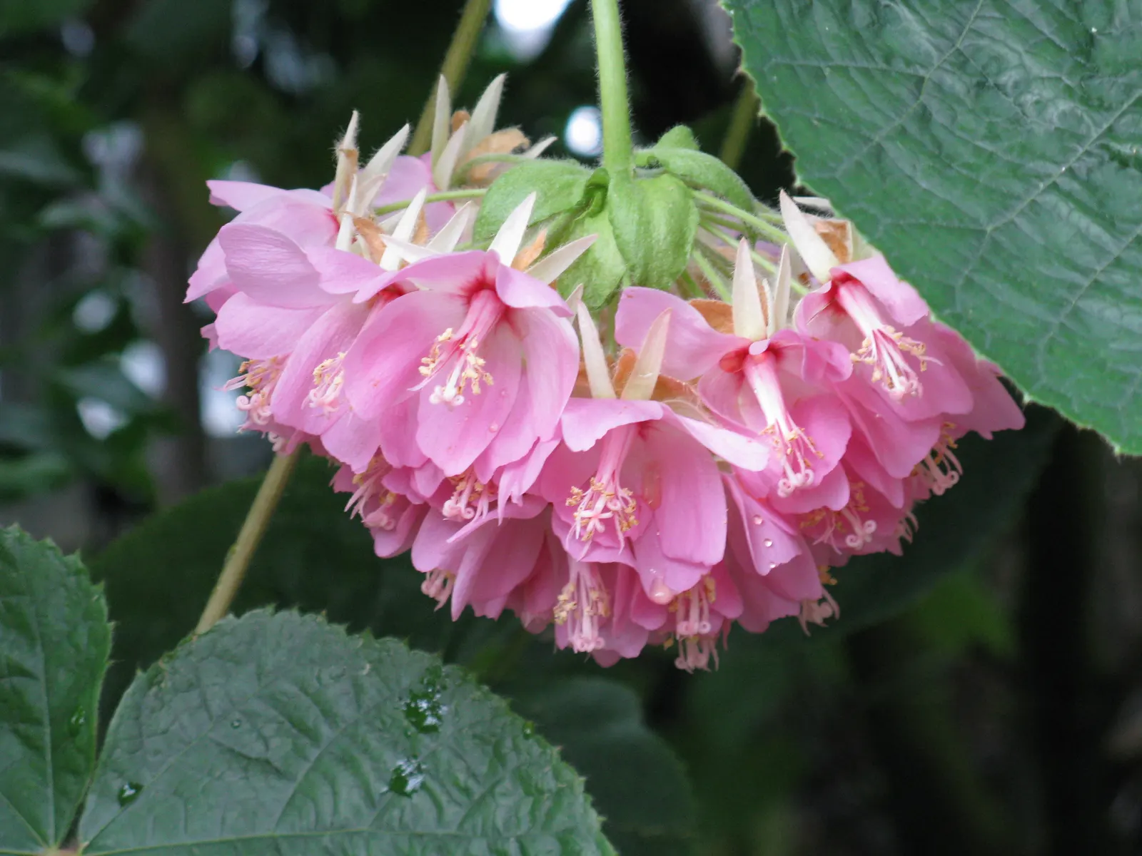 Pink Ball Tree (Dombeya Wallichii) — This specimen demands full sun to partial shade and thrives in USDA zones 9-11, image 46