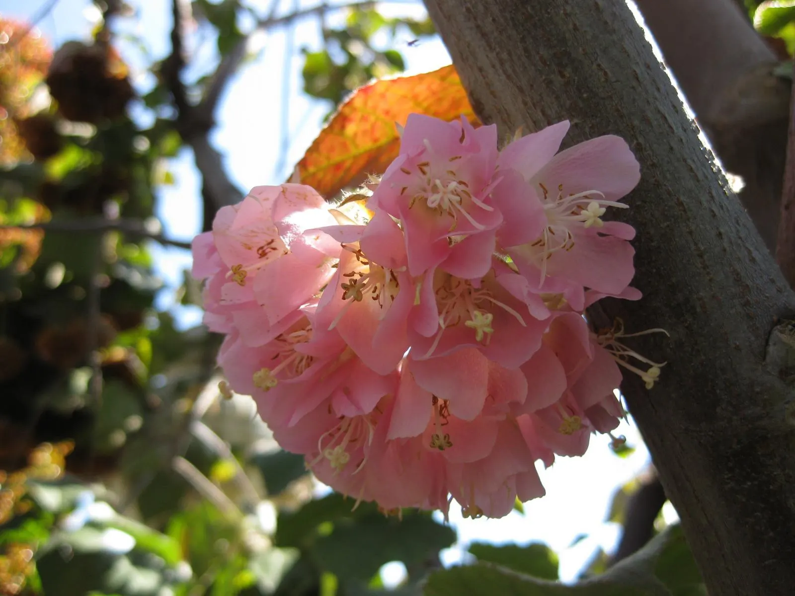 Pink Ball Tree (Dombeya Wallichii) — each about 1 inch in diameter; adding a touch of tropical elegance to the garden setting