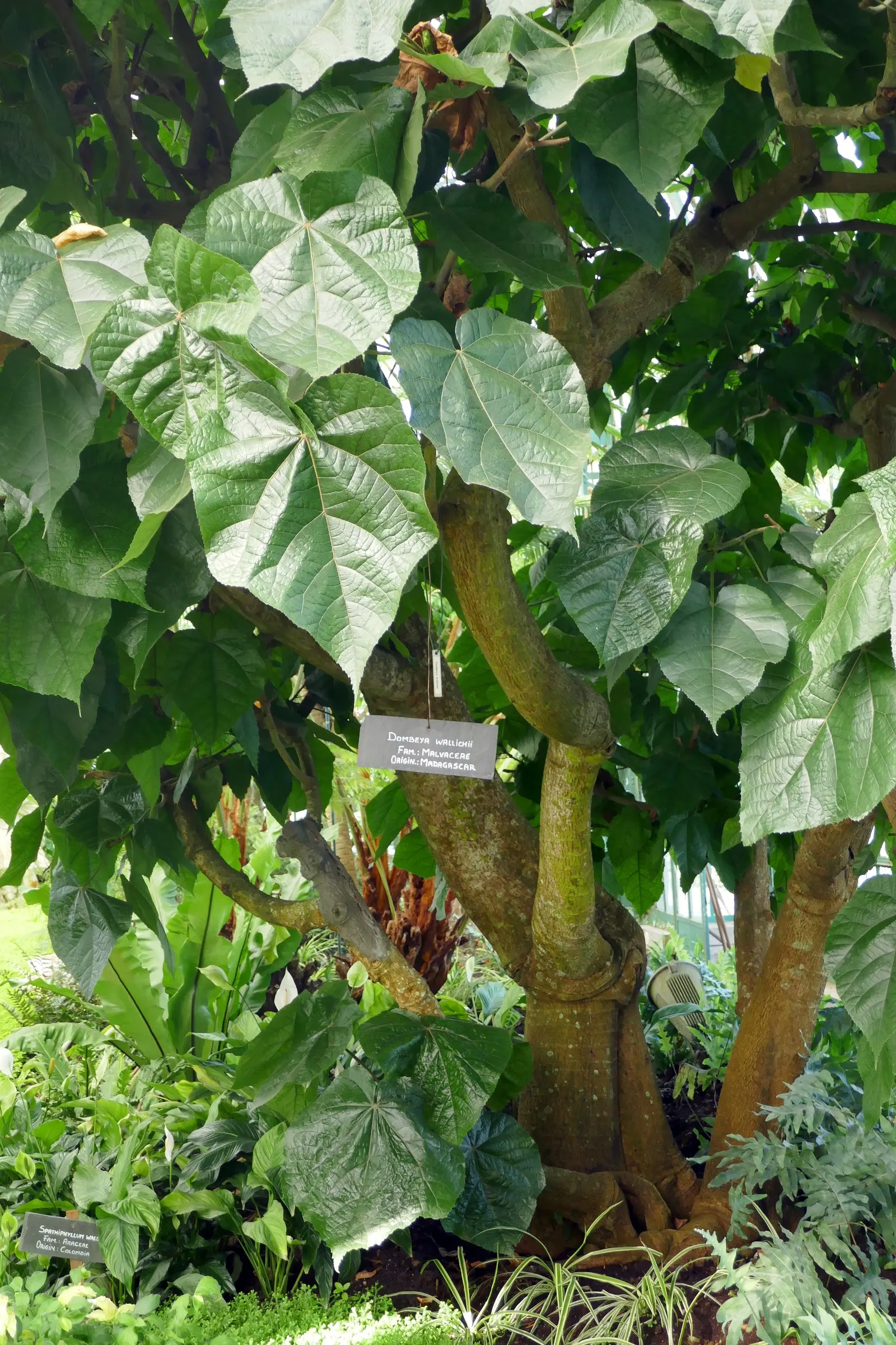 Pink Ball Tree (Dombeya Wallichii) — presents an opulent display that could serve as an ornamental centerpiece in any garden design; these leaves are a deep
