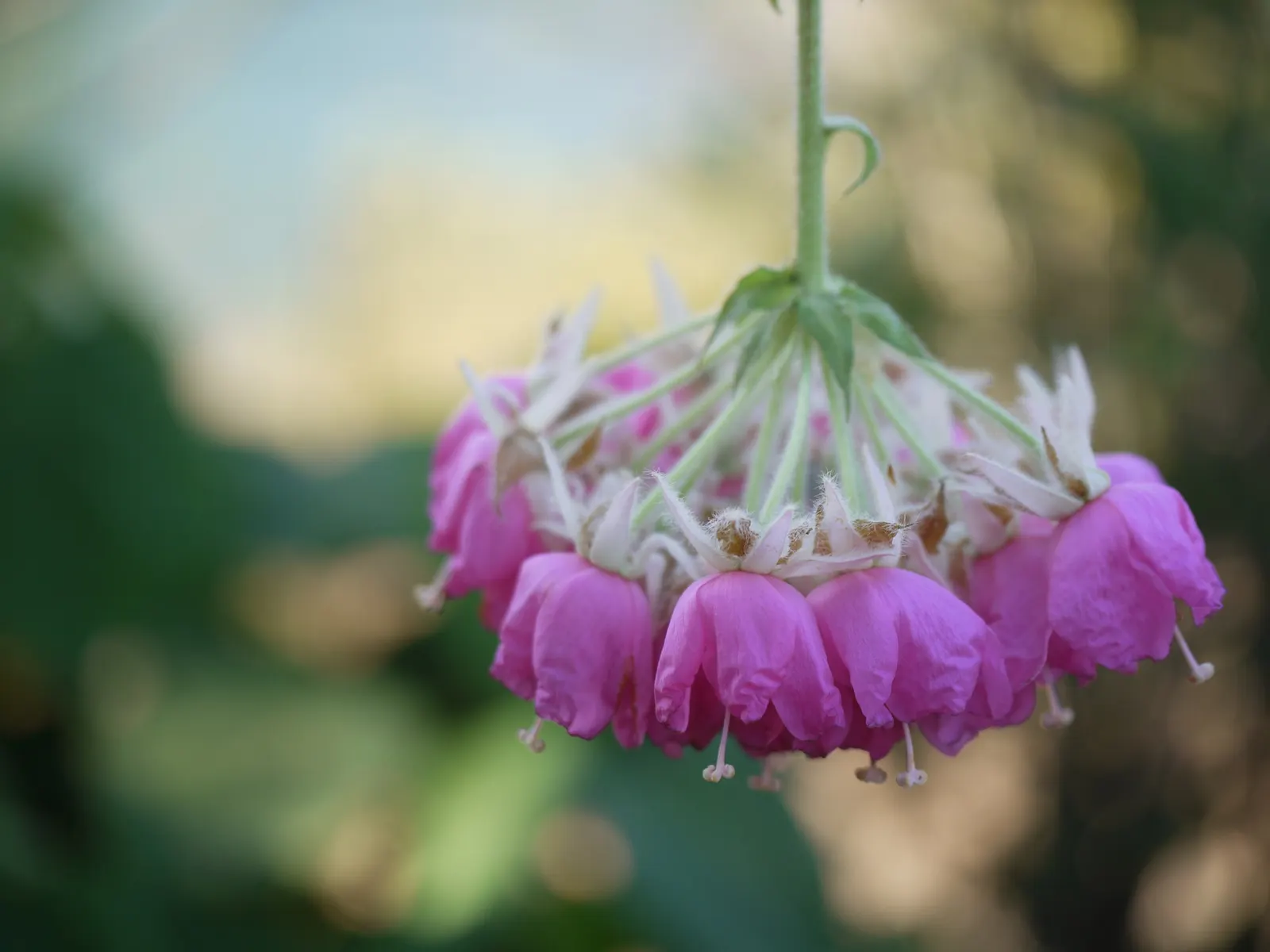 Pink Ball Tree (Dombeya Wallichii) — the Dombeya wallichii should be given space to flourish and not be crowded by other large plants; this, image 100