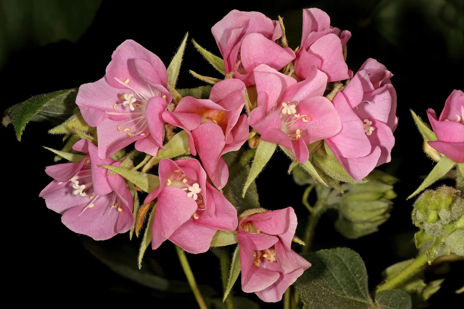 Pink Ball Tree (Dombeya Wallichii) — though it requires well-drained soil to flourish; adding a touch of tropical elegance to the garden setting, image 69