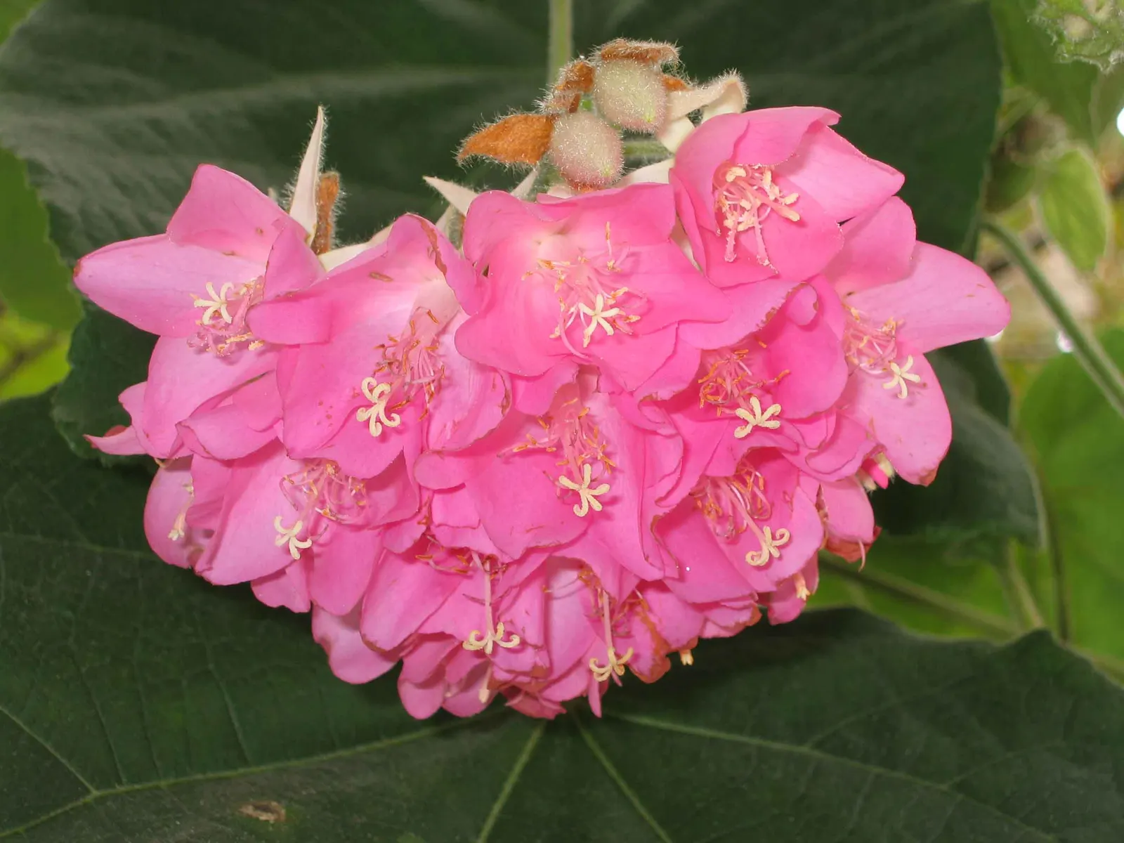 Pink Ball Tree (Dombeya Wallichii) — which can span up to 8 inches in length; this specimen demands full sun to partial shade and thrives in USDA zones 9-11