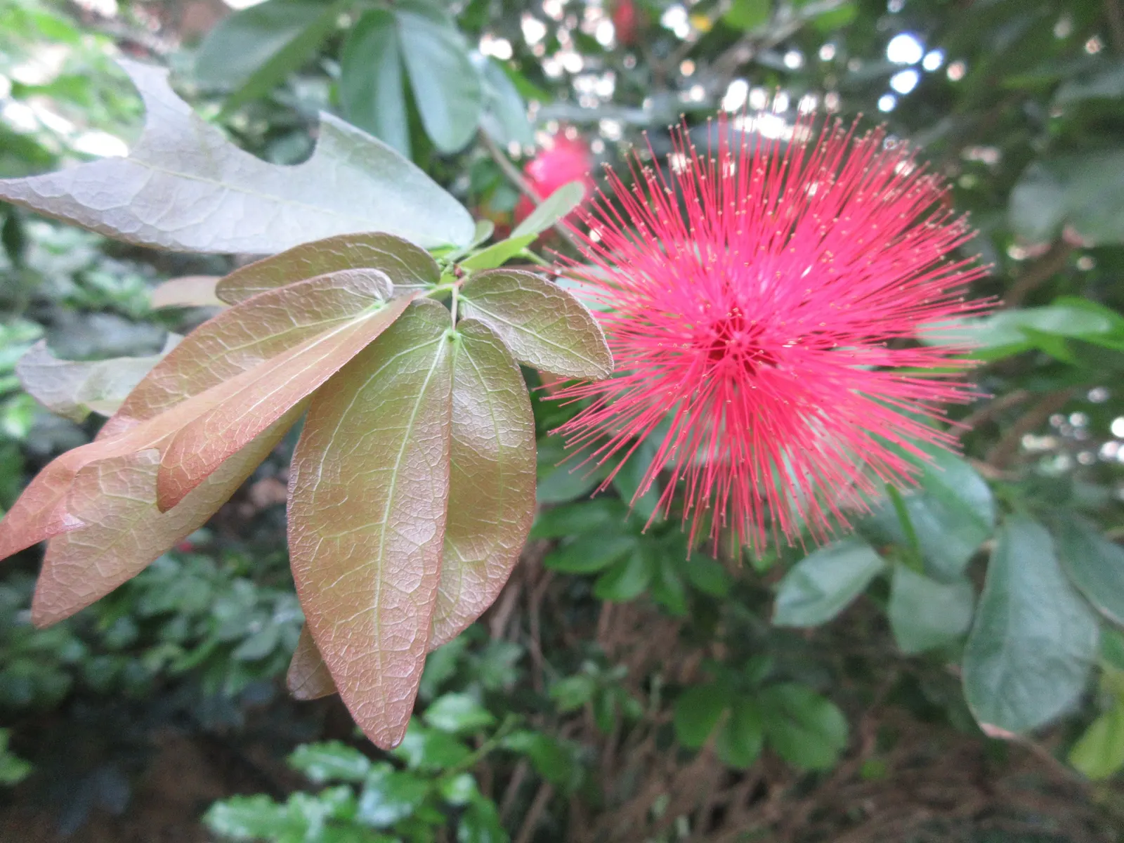 Pink Ball Tree (Dombeya Wallichii) — The Pink Ball Tree, or Dombeya wallichii, is a deciduous tropical showstopper