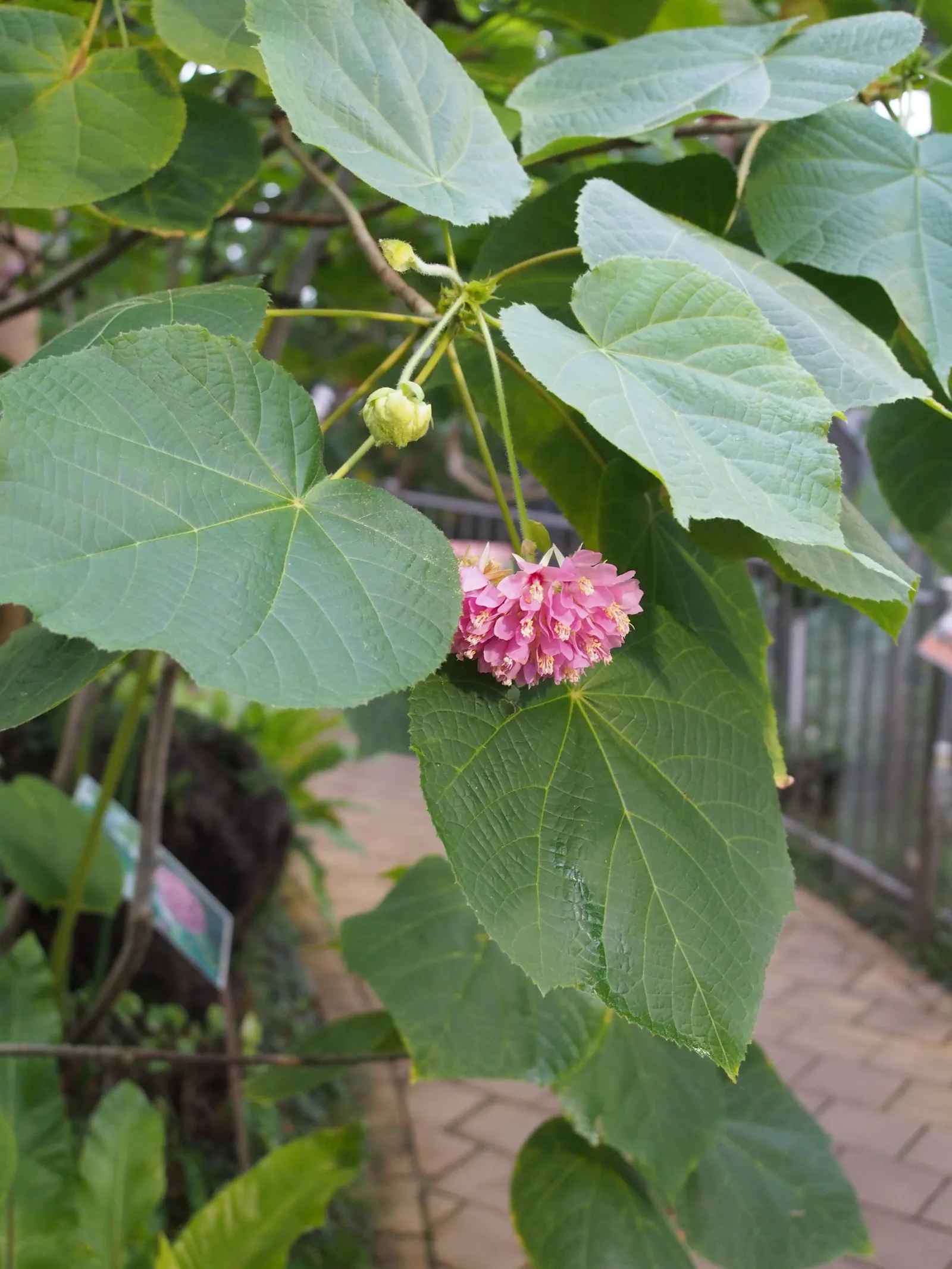 Pink Ball Tree (Dombeya Wallichii) — presents an opulent display that could serve as an ornamental centerpiece in any garden design; these leaves, image 50