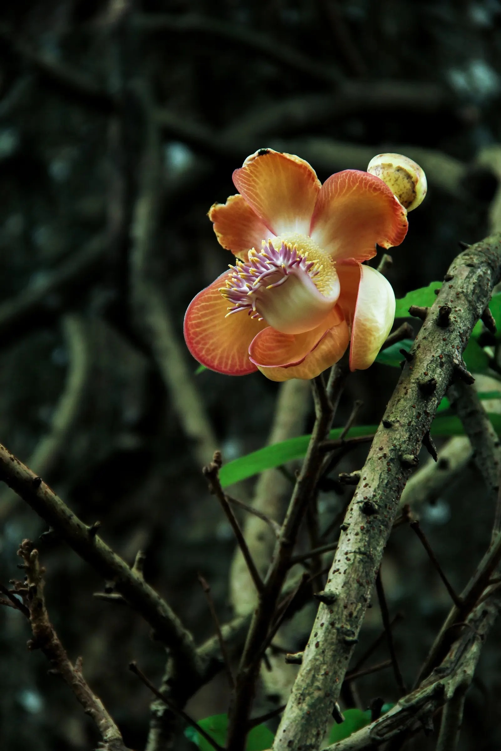 Pink Ball Tree (Dombeya Wallichii) — requiring moderate watering