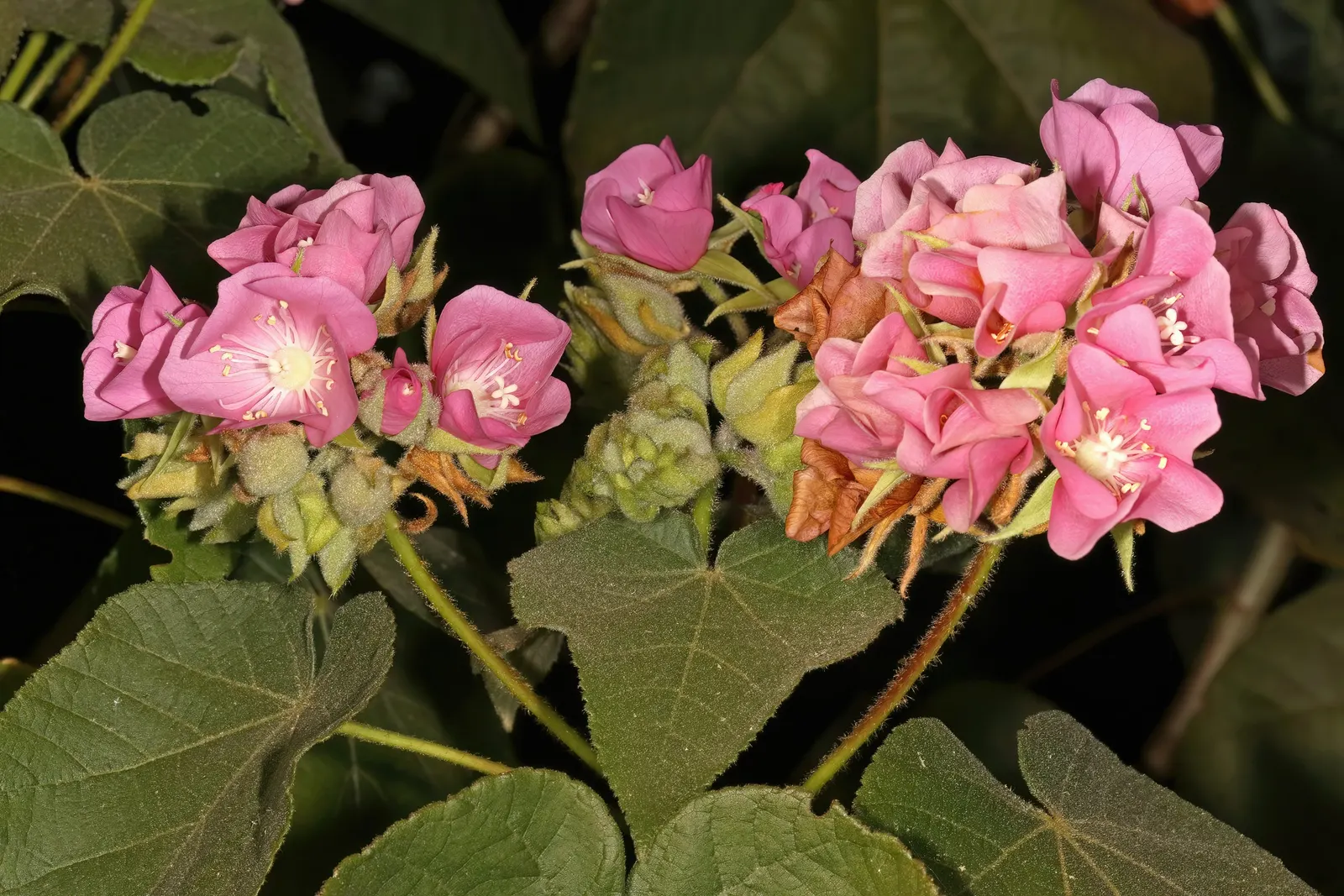 Pink Ball Tree (Dombeya Wallichii) — adding a touch of tropical elegance to the garden setting, image 60
