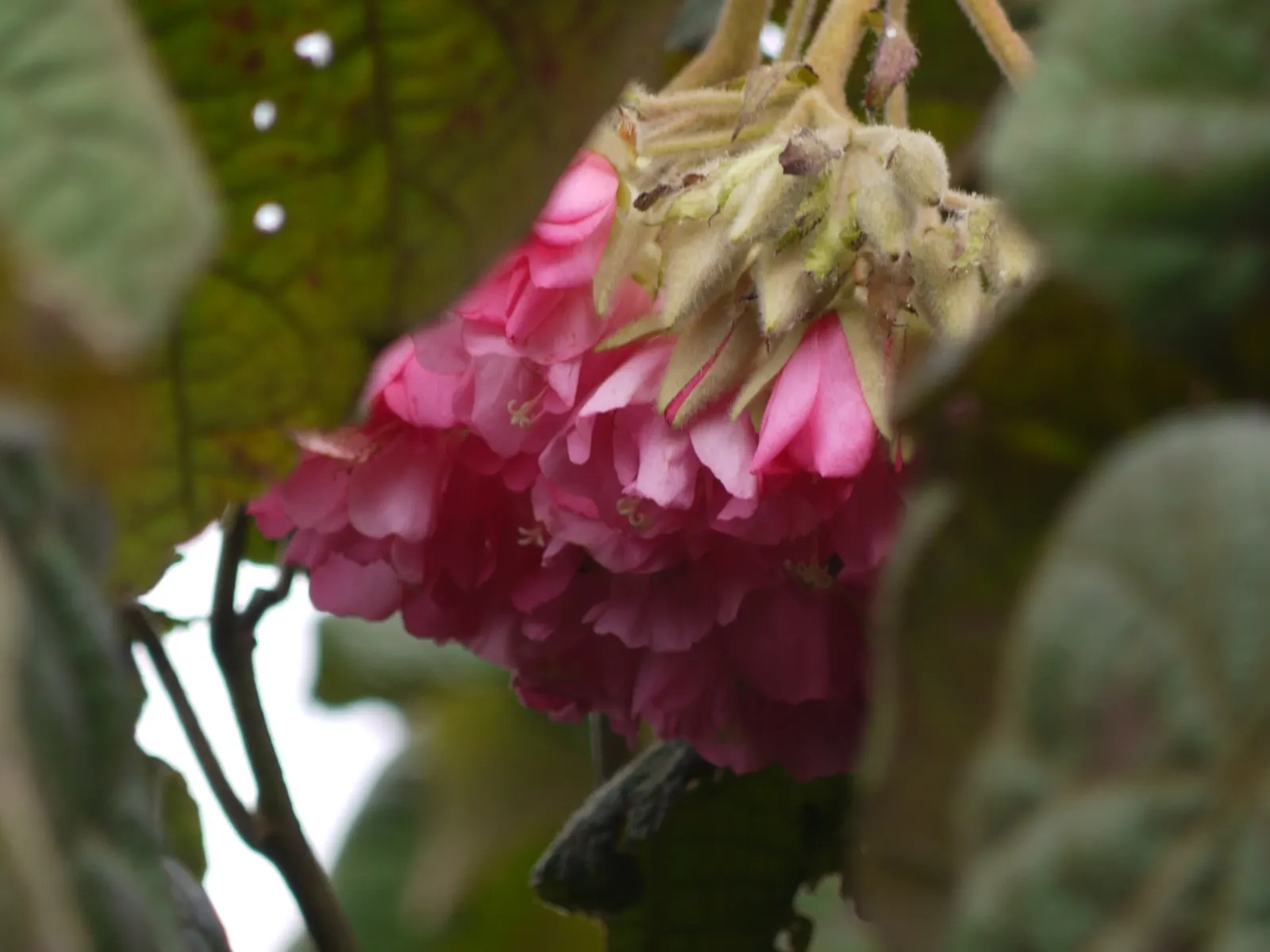 Pink Ball Tree (Dombeya Wallichii) — which can span up to 8 inches in length; this specimen demands full sun to partial shade and thrives in USDA, image 94