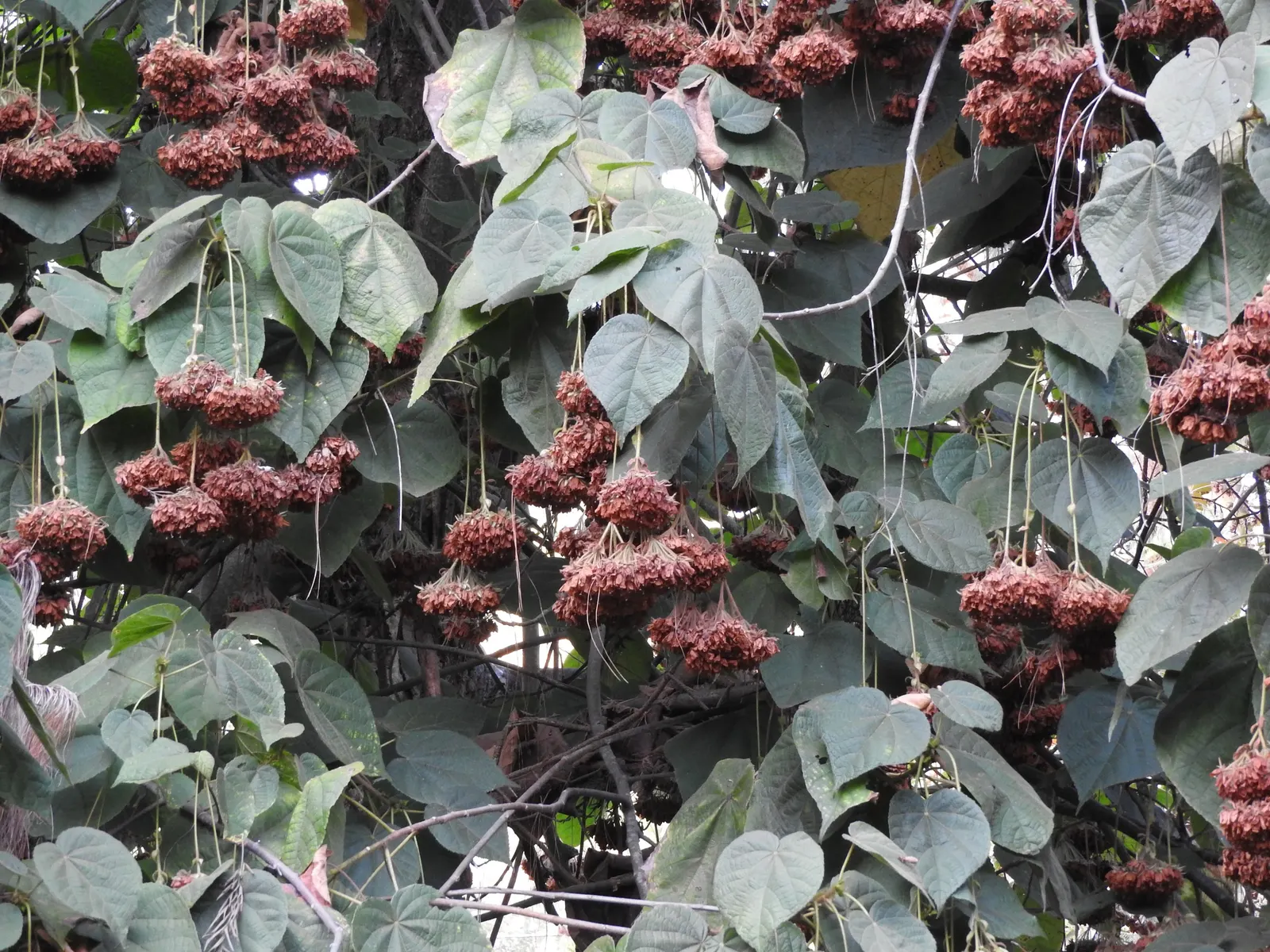 Pink Ball Tree (Dombeya Wallichii) — rounded silhouette when mature.<br><br>The foliage boasts broad