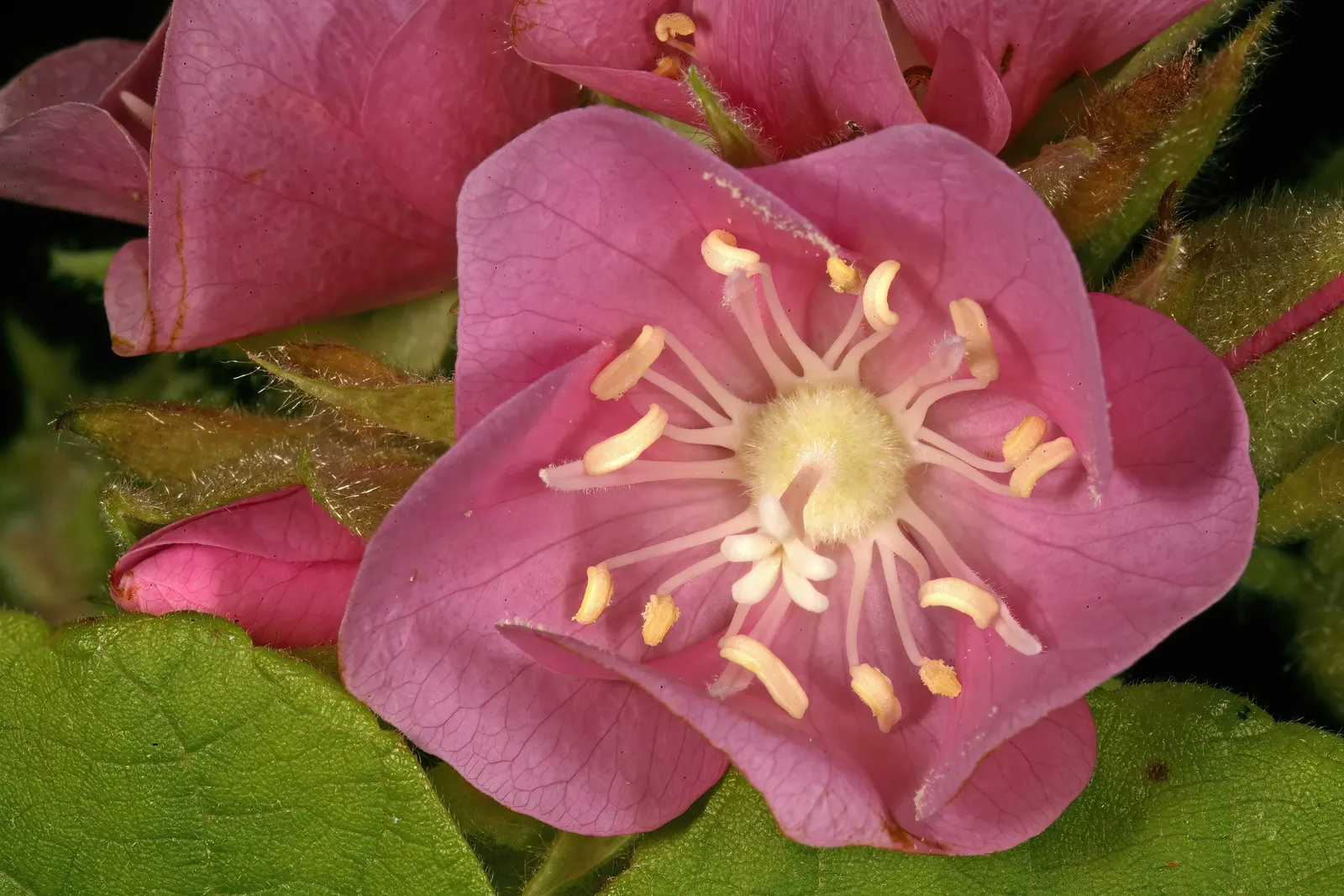 Pink Ball Tree (Dombeya Wallichii) — each about 1 inch in diameter; adding a touch of tropical elegance to the garden setting, image 96