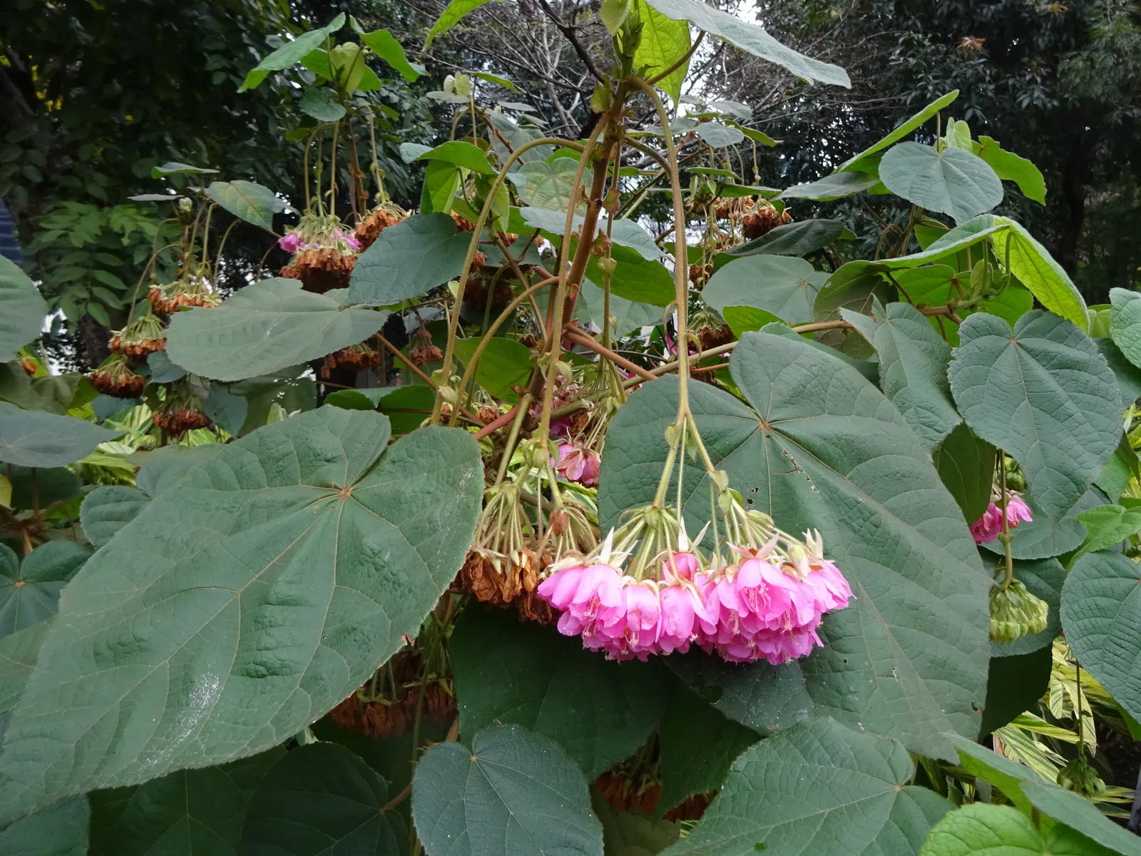 Pink Ball Tree (Dombeya Wallichii) — It can create an attractive focal point or be used to line pathways; these leaves are a deep green hue that contrasts