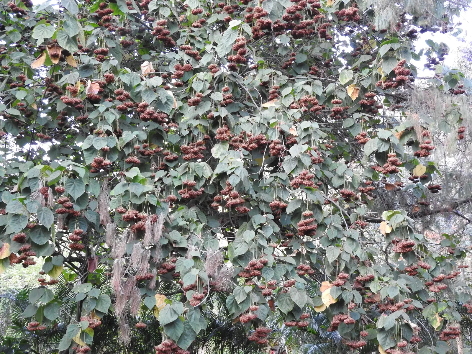 Pink Ball Tree (Dombeya Wallichii) — tree for full or half