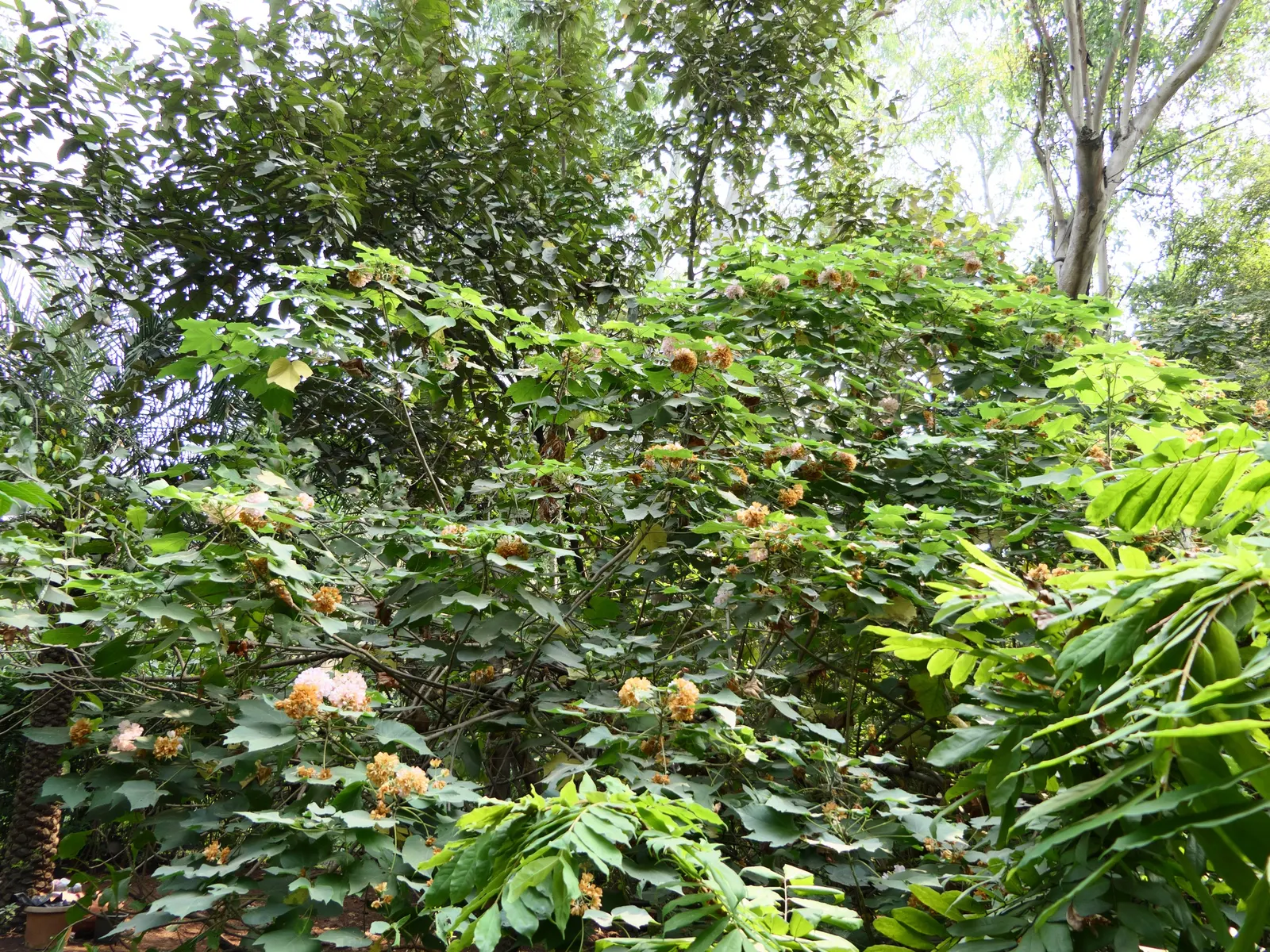 Pink Ball Tree (Dombeya Wallichii) — it features heart-shaped leaves and prolific pink blooms resembling hydrangeas that appear in winter; adding a touch of