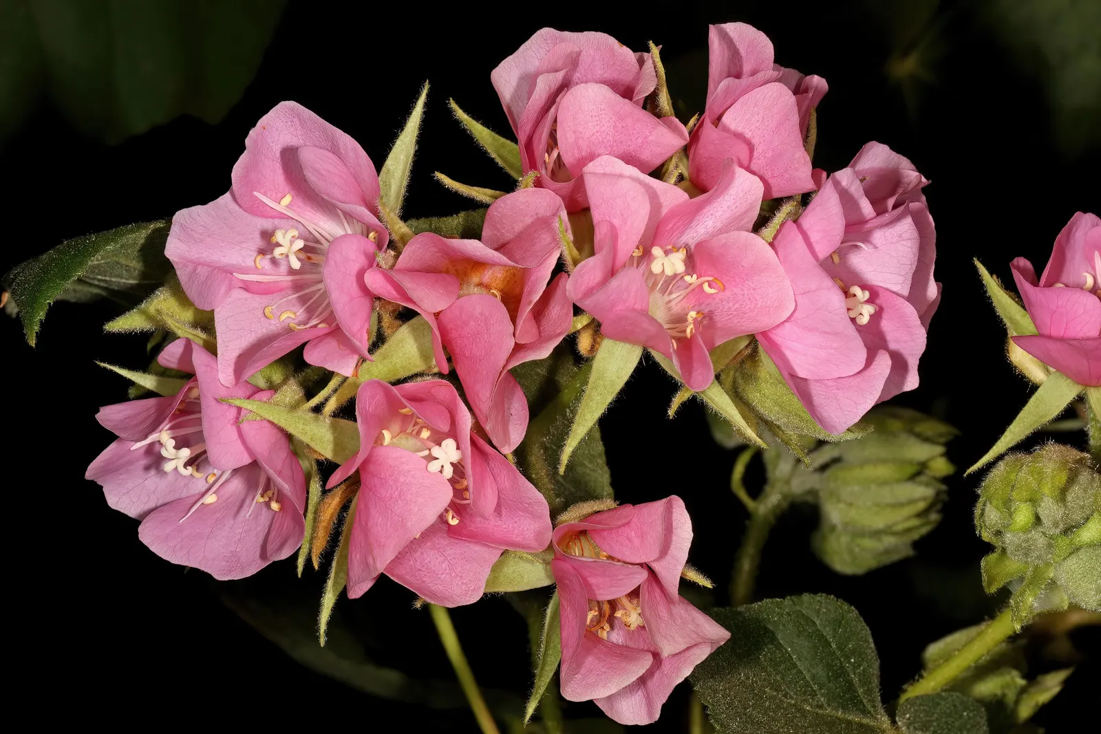 Pink Ball Tree (Dombeya Wallichii) — presents an opulent display that could serve as an ornamental centerpiece in any garden design; these leaves, image 92