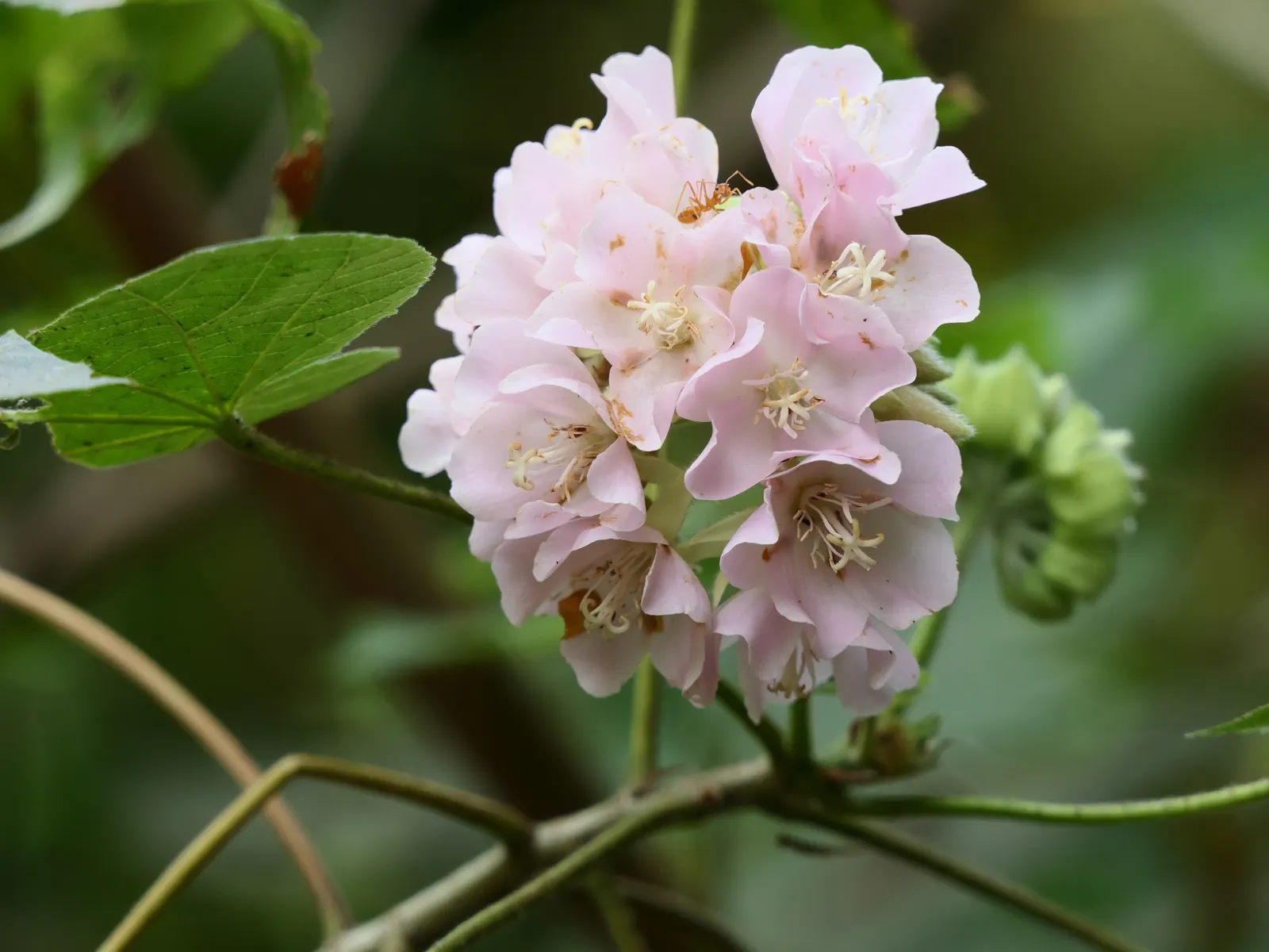 Pink Ball Tree (Dombeya Wallichii) — though it requires well-drained soil to flourish; adding a touch of tropical elegance to the garden setting