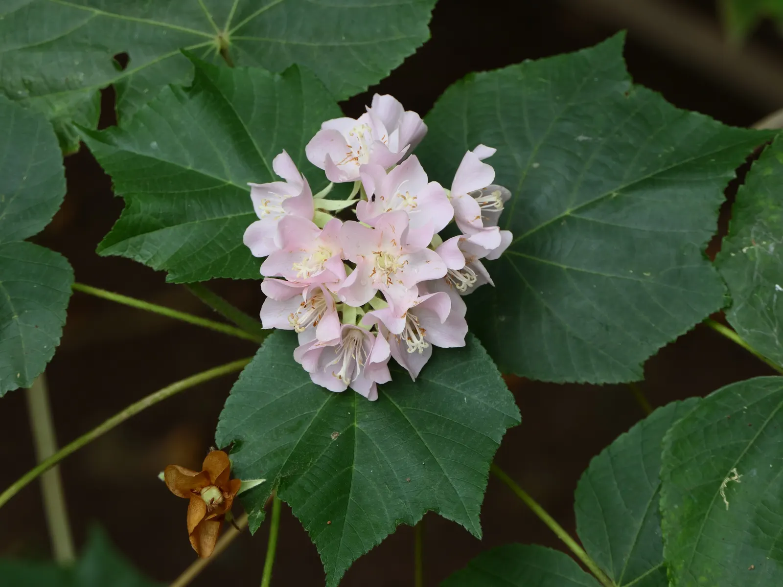 Pink Ball Tree (Dombeya Wallichii) — This specimen demands full sun to partial shade and thrives in USDA zones 9-11, image 25