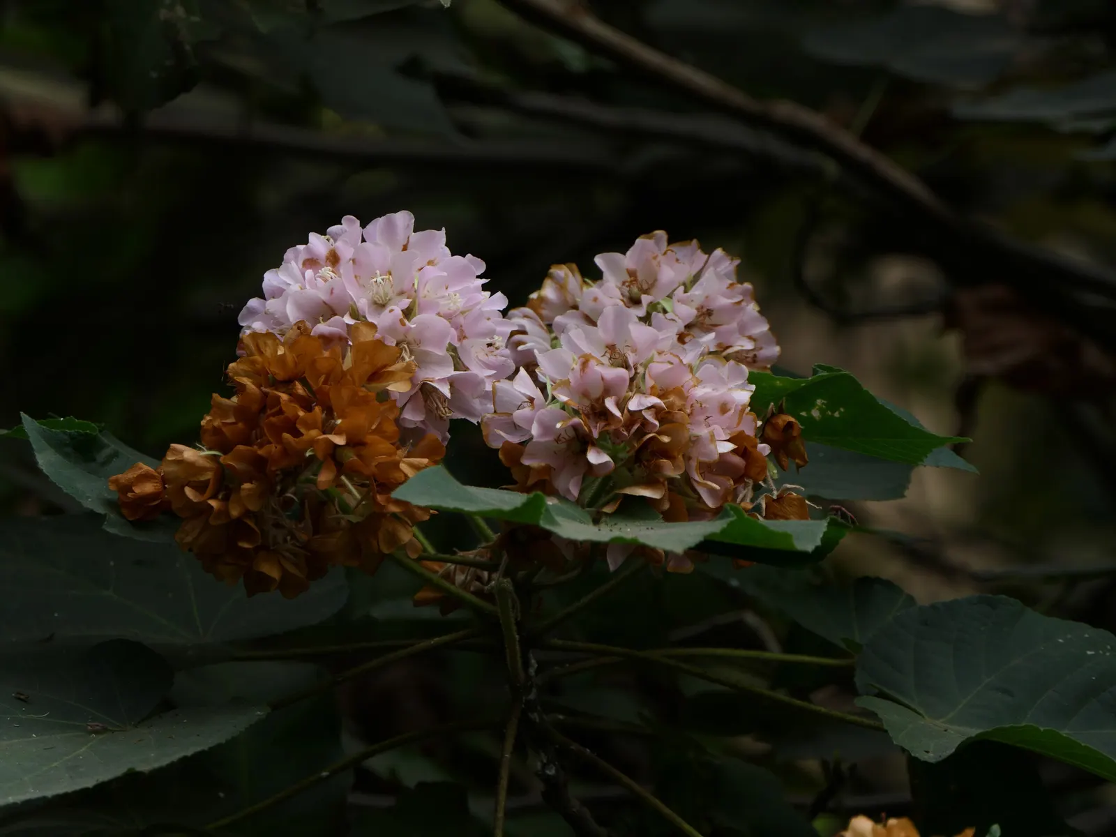 Pink Ball Tree (Dombeya Wallichii) — These striking blossoms appear in the late fall and early winter; this specimen demands full sun to partial shade and