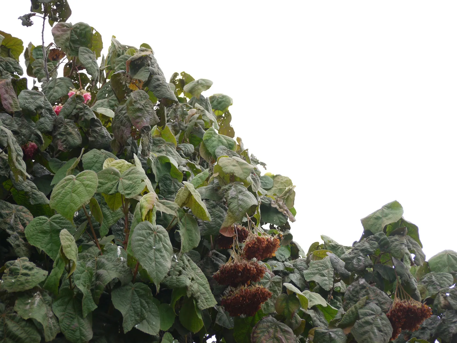 Pink Ball Tree (Dombeya Wallichii) — requiring moderate watering; these leaves are a deep green hue that contrasts beautifully against the showy, image 98