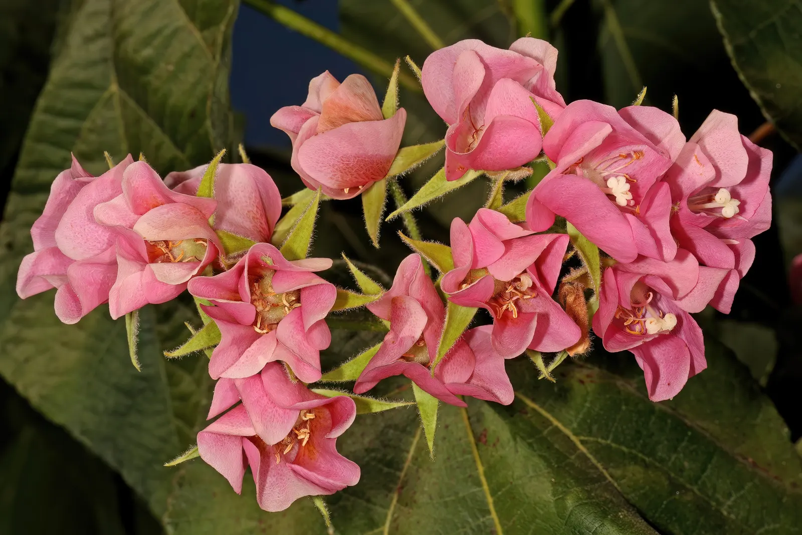 Pink Ball Tree (Dombeya Wallichii) — which can span up to 8 inches in length; this specimen demands full sun to partial shade and thrives in USDA, image 52