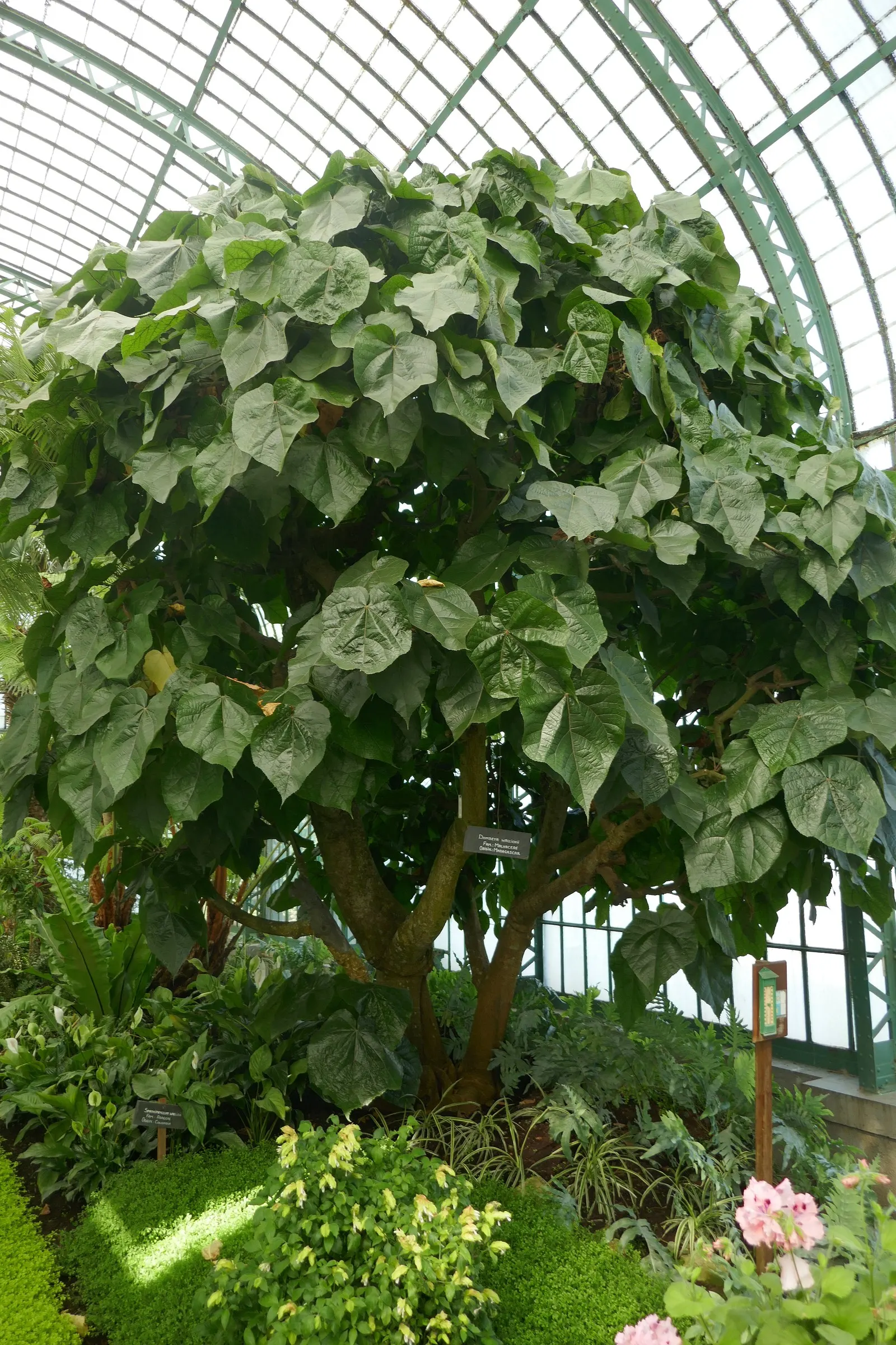 Pink Ball Tree (Dombeya Wallichii) — These leaves are a deep green hue that contrasts beautifully against the showy clusters of flowers, image 32