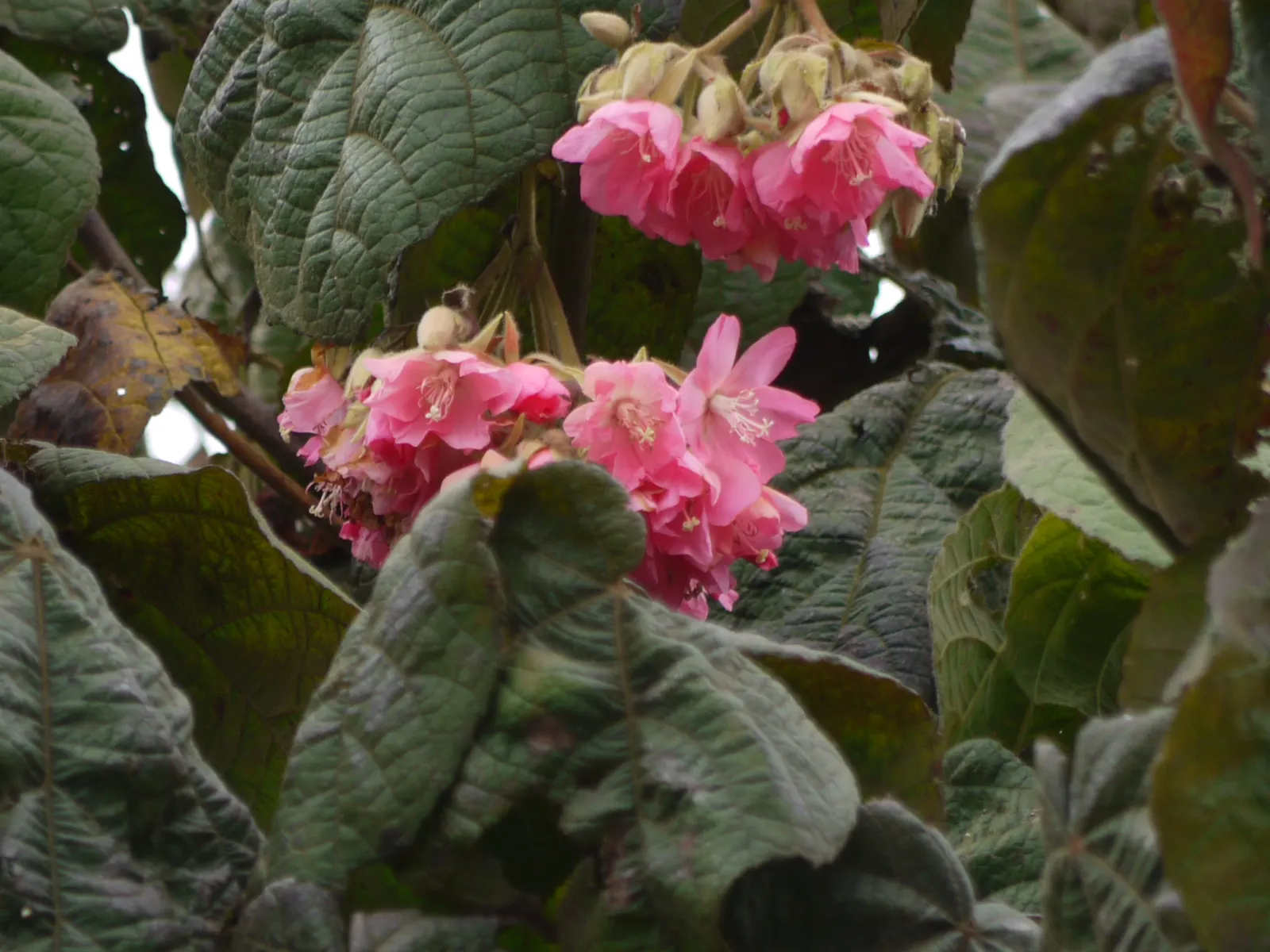 Pink Ball Tree (Dombeya Wallichii) — pink flowers in the garden; this specimen demands full sun to partial shade and thrives in USDA zones 9-11, image 61