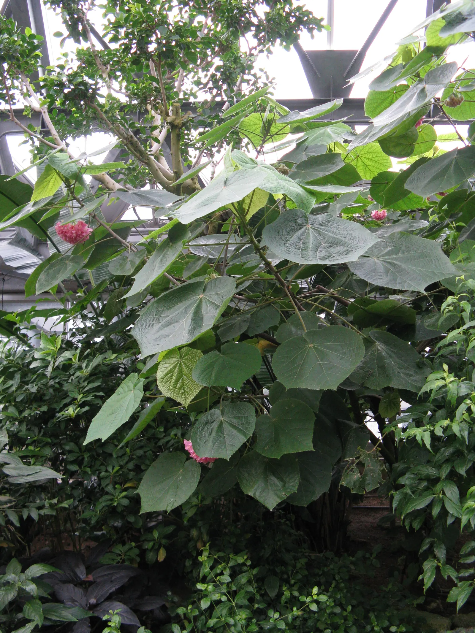 Pink Ball Tree (Dombeya Wallichii) — Well-drained soil is essential to prevent root rot; adding a touch of tropical elegance to the garden setting
