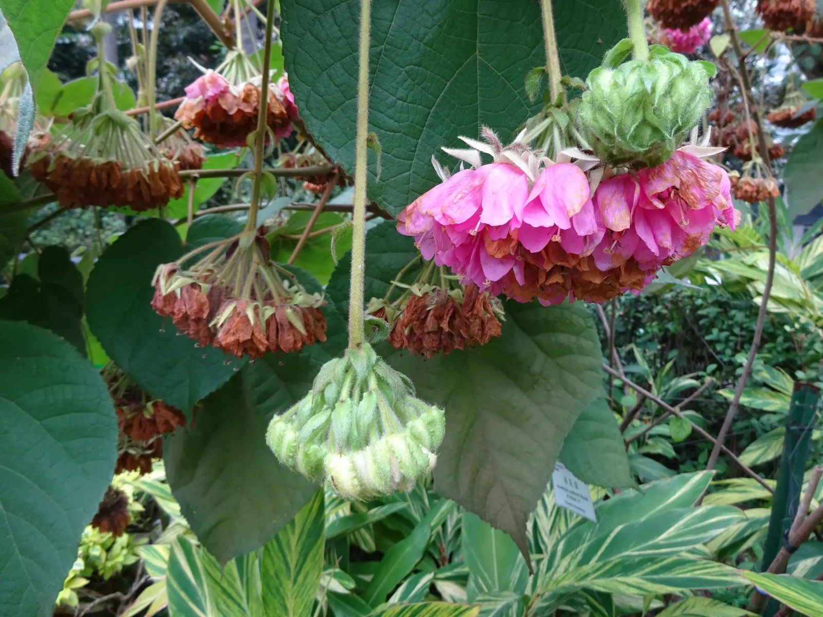 Pink Ball Tree (Dombeya Wallichii) — Growing 15-20 feet in height; these leaves are a deep green hue that contrasts beautifully against the showy, image 44