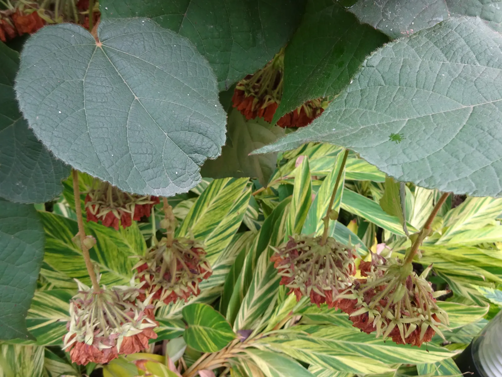 Pink Ball Tree (Dombeya Wallichii) — tree for full or half; adding a touch of tropical elegance to the garden setting