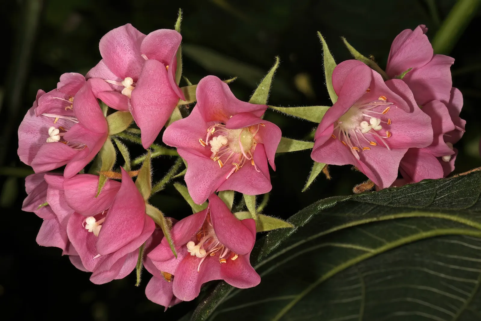 Pink Ball Tree (Dombeya Wallichii) — These leaves are a deep green hue that contrasts beautifully against the showy clusters of flowers, image 53