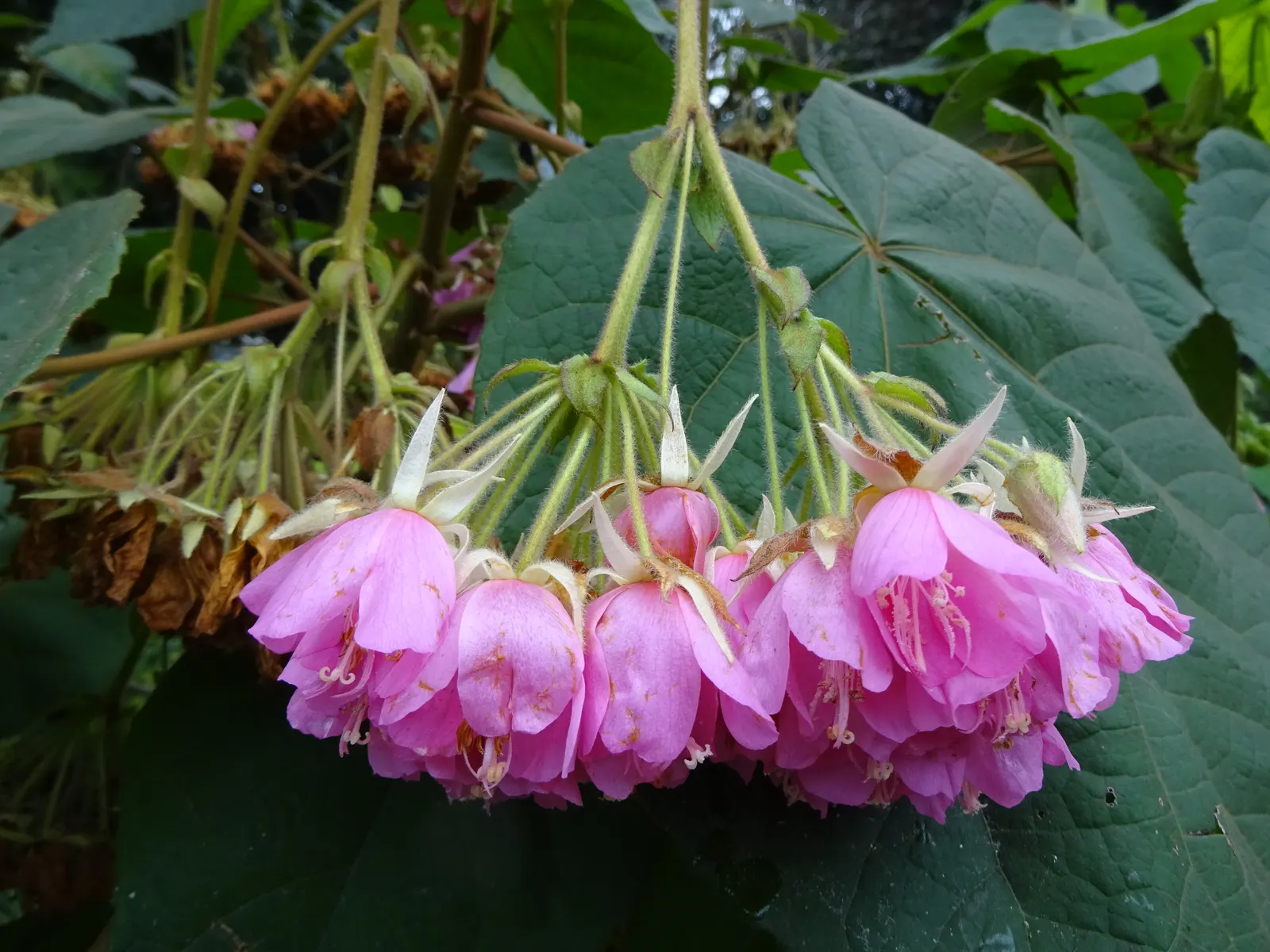 Pink Ball Tree (Dombeya Wallichii) — commonly referred to as the Pink Ball Tree; this specimen demands full sun to partial shade and thrives in USDA zones 9-11
