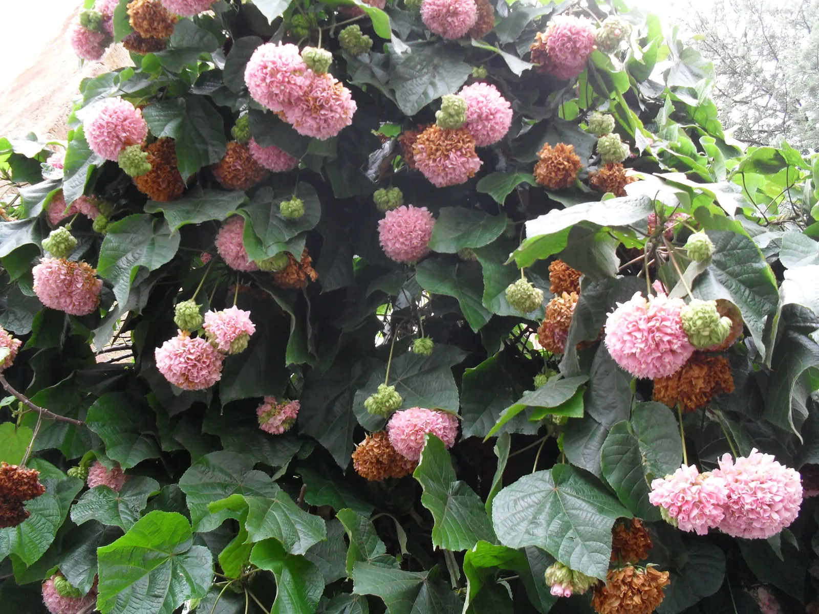 Pink Ball Tree (Dombeya Wallichii) — adding a touch of tropical elegance to the garden setting, image 39