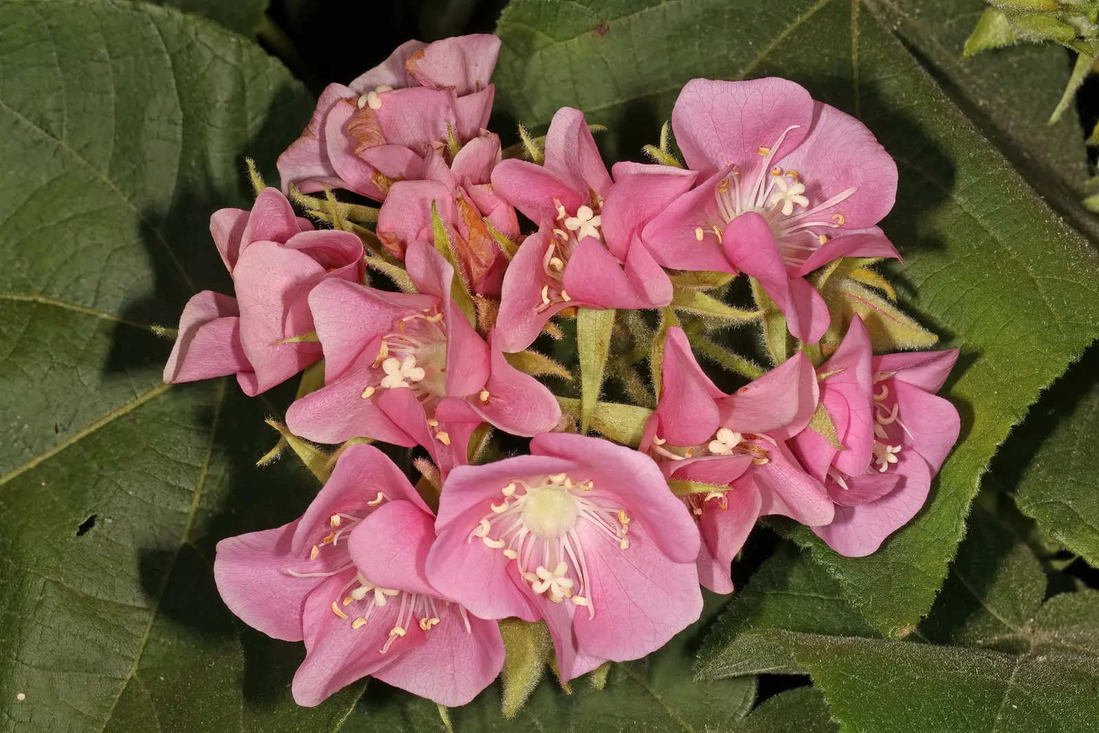 Pink Ball Tree (Dombeya Wallichii) — The Pink Ball Tree, or Dombeya wallichii, is a deciduous tropical showstopper; this specimen demands full sun, image 64