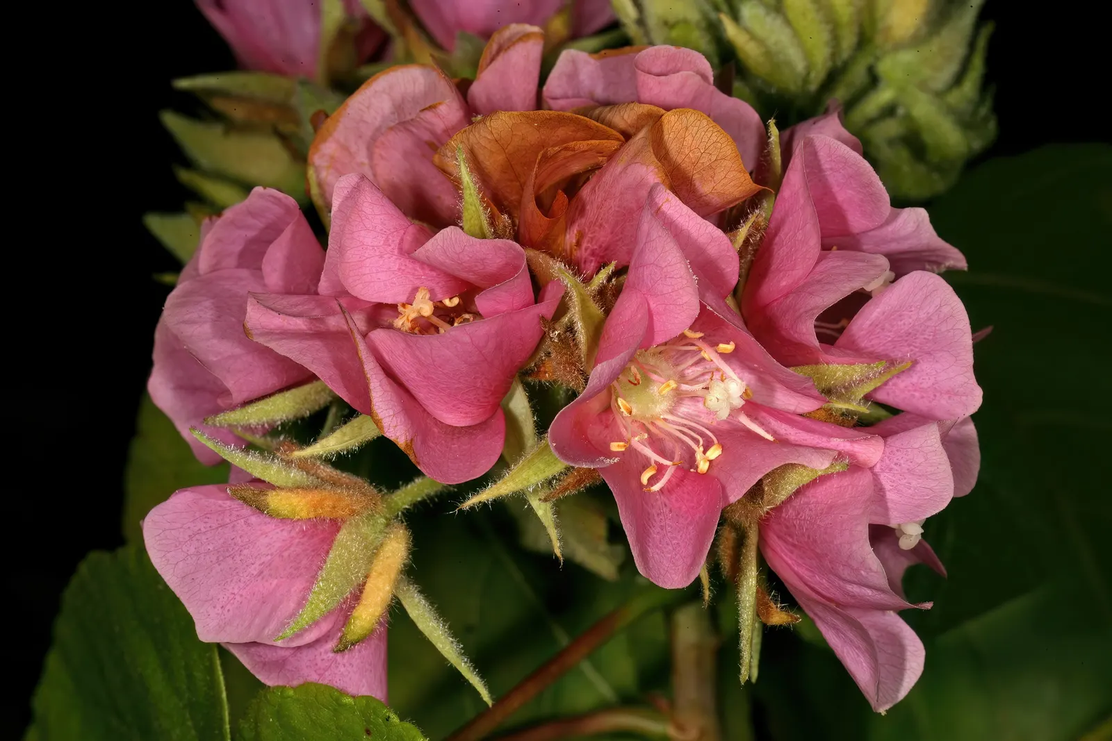 Pink Ball Tree (Dombeya Wallichii) — Well-drained soil is essential to prevent root rot; adding a touch of tropical elegance to the garden setting, image 99