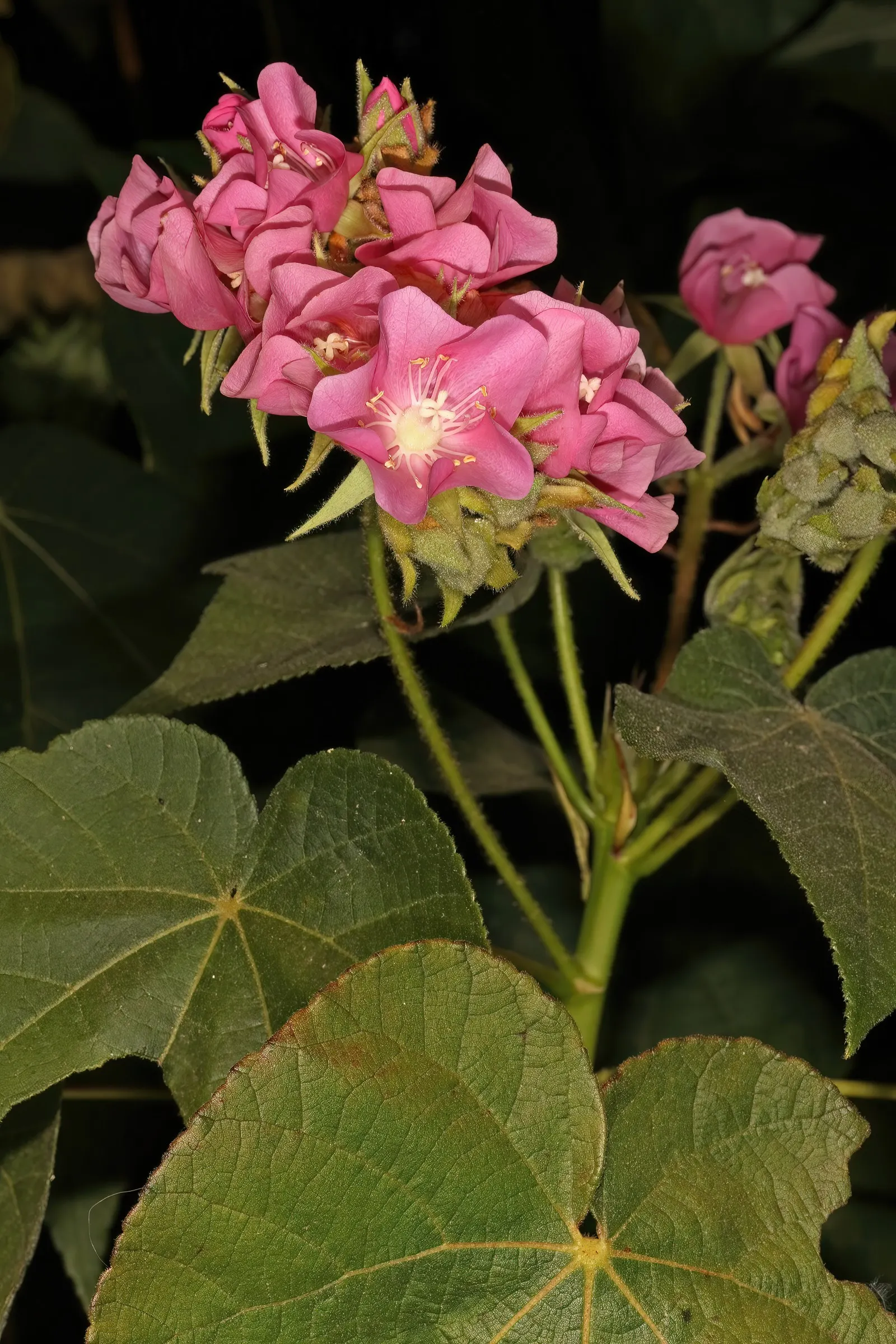 Pink Ball Tree (Dombeya Wallichii) — tree with pink blooms; these leaves are a deep green hue that contrasts beautifully against the showy clusters, image 62