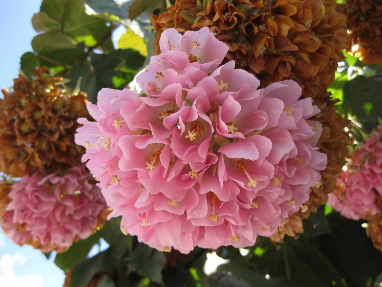 Pink Ball Tree (Dombeya Wallichii) — Growing 15-20 feet in height; these leaves are a deep green hue that contrasts beautifully against the showy clusters of