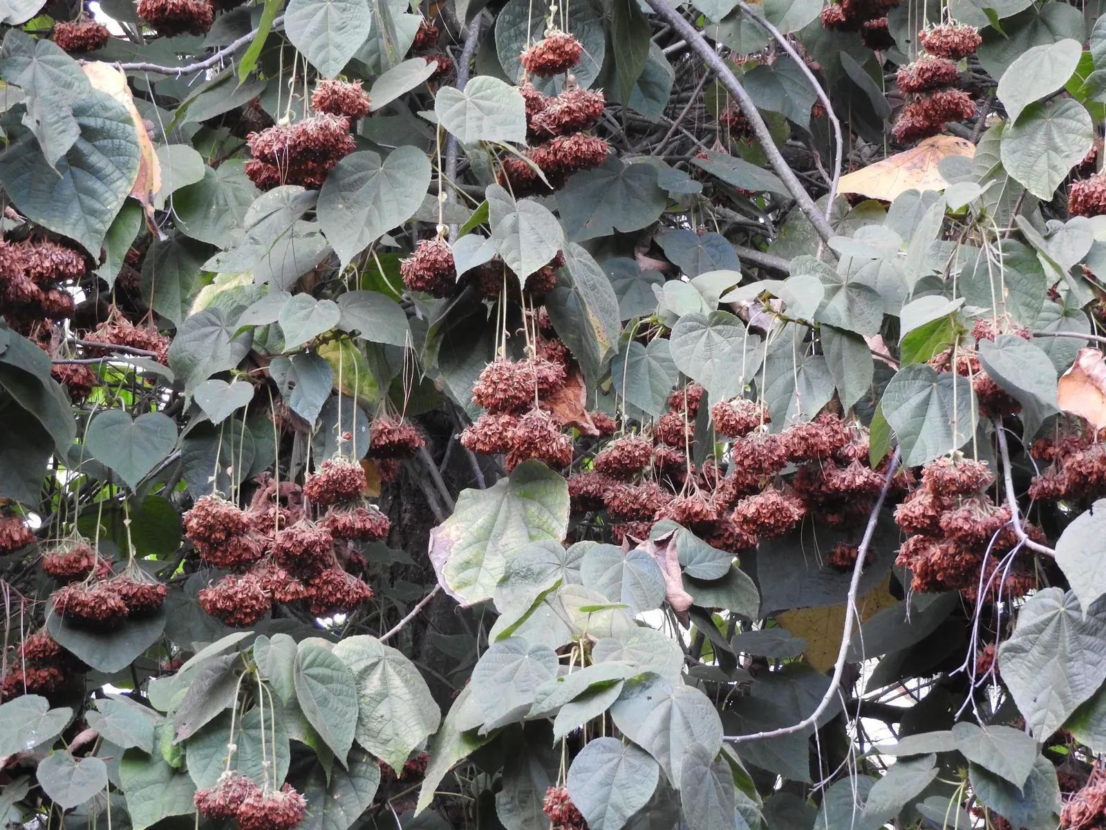 Pink Ball Tree (Dombeya Wallichii) — It can create an attractive focal point or be used to line pathways