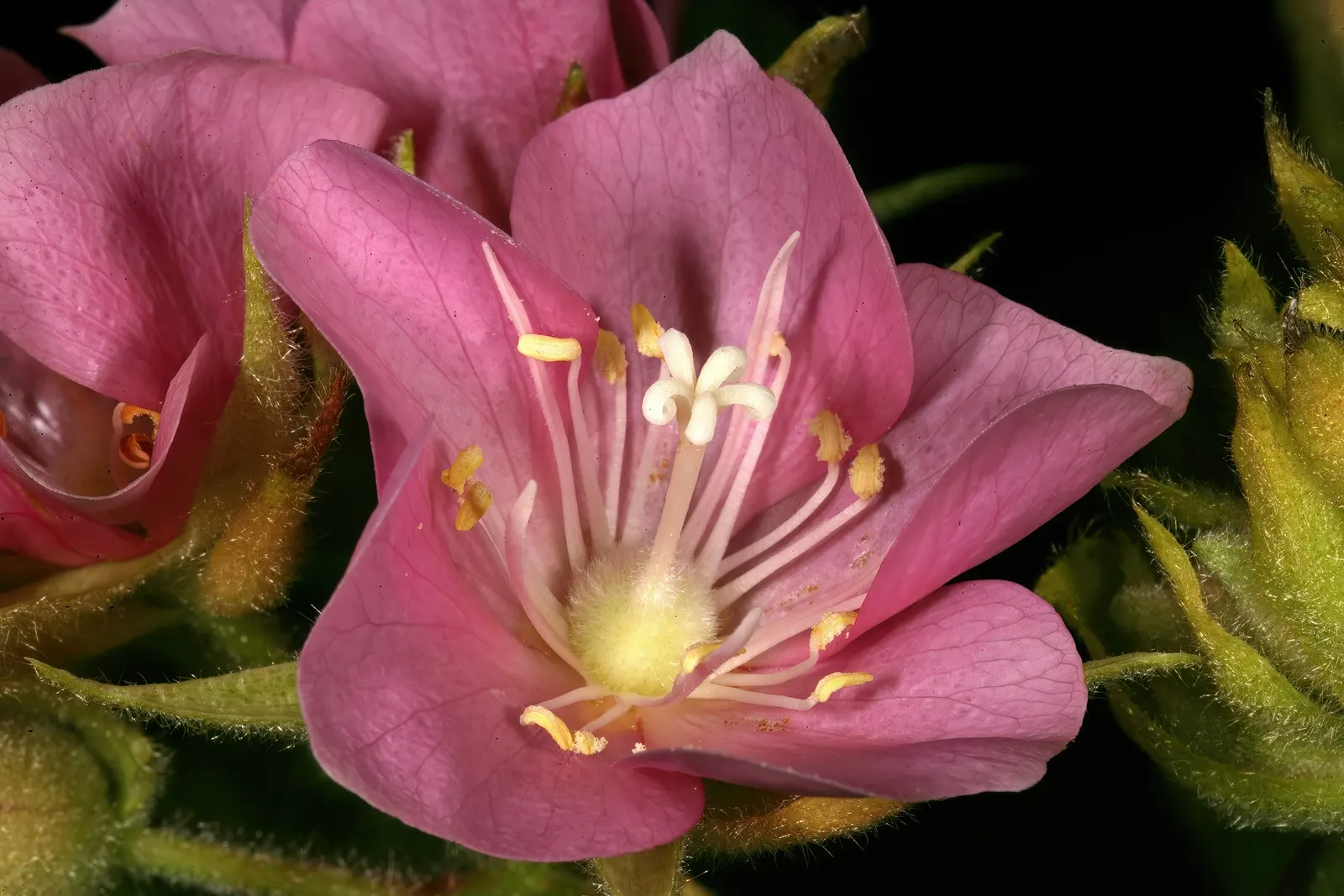 Pink Ball Tree (Dombeya Wallichii) — The Pink Ball Tree, or Dombeya wallichii, is a deciduous tropical showstopper; this specimen demands full sun, image 43