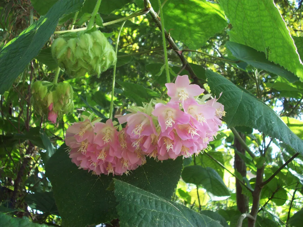 Pink Ball Tree (Dombeya Wallichii) — Growing 15-20 feet in height