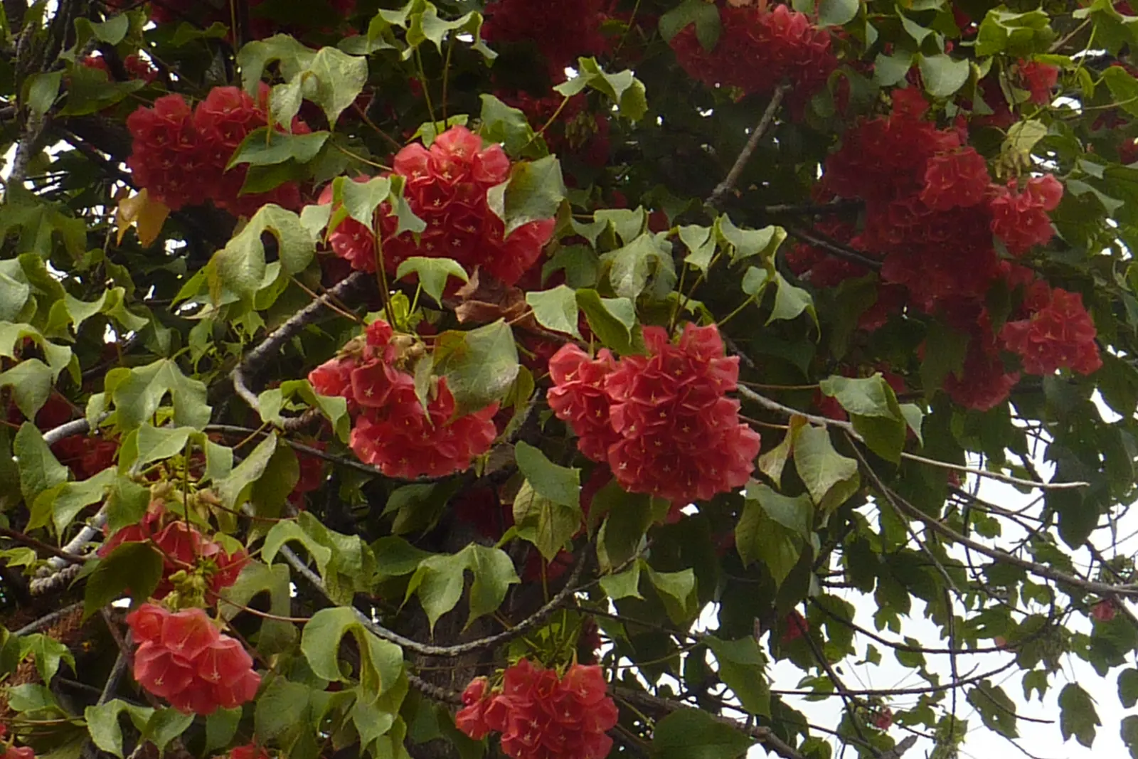 Pink Ball Tree (Dombeya Wallichii) — It's ideal for creating focal points in gardens due to its striking flowers and pleasant fragrance