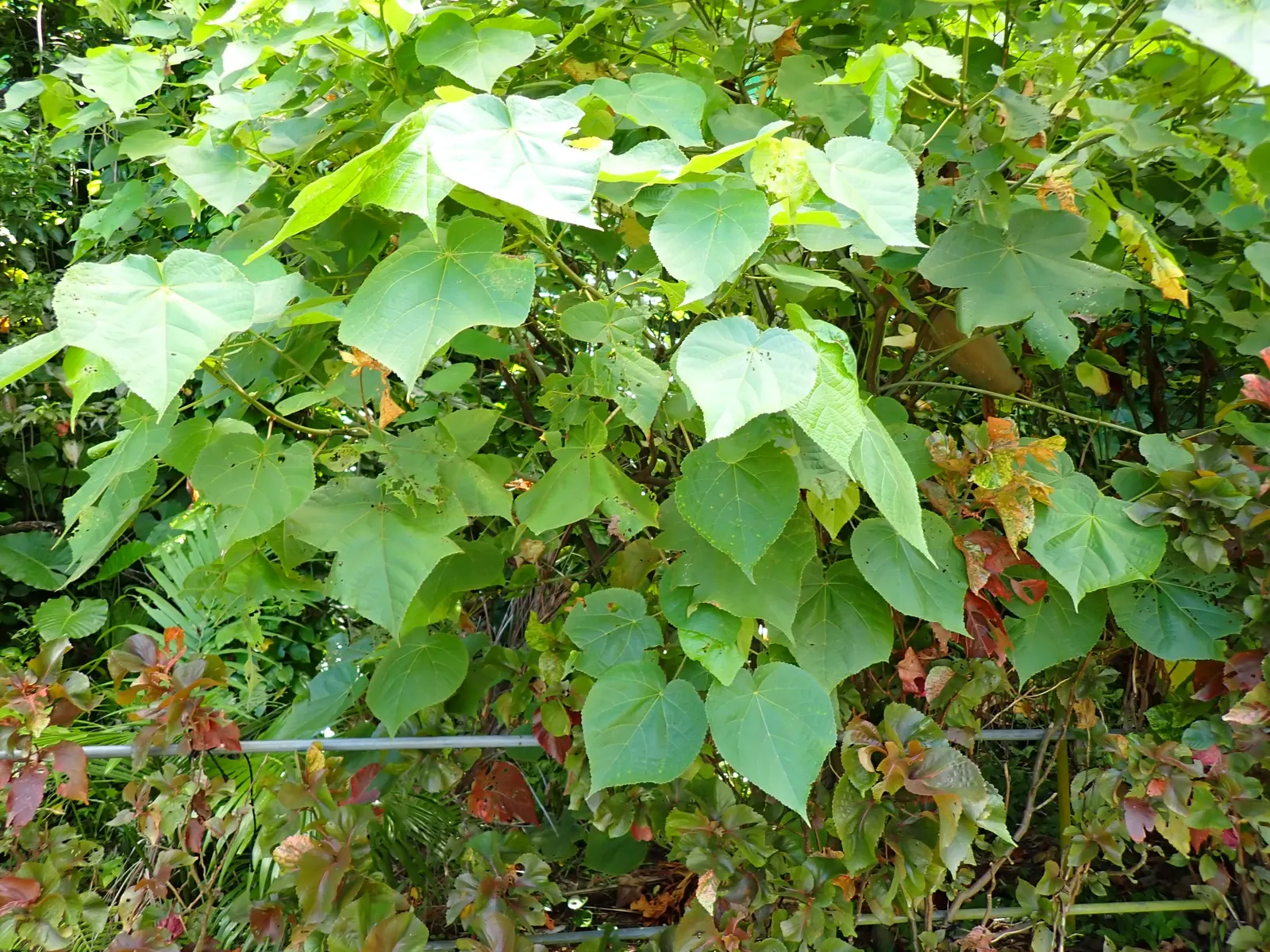 Pink Ball Tree (Dombeya Wallichii) — tree with pink blooms