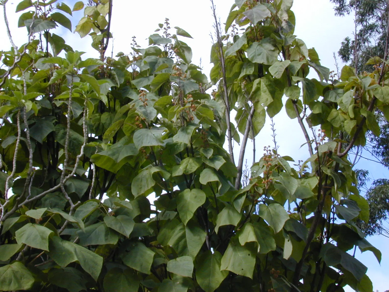 Pink Ball Tree (Dombeya Wallichii) — it features heart-shaped leaves and prolific pink blooms resembling hydrangeas that appear in winter; adding a, image 45