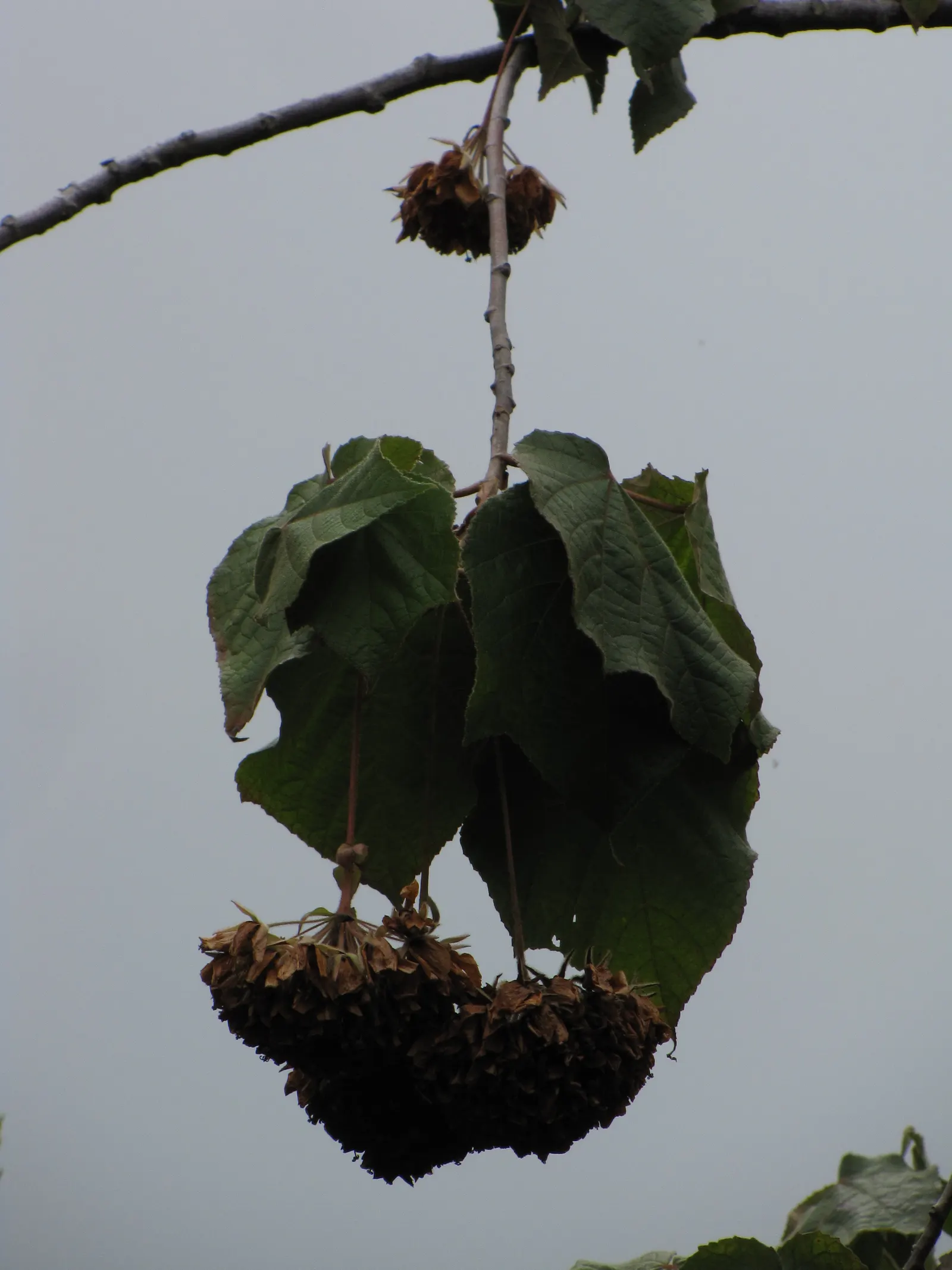 Pink Ball Tree (Dombeya Wallichii) — it features heart-shaped leaves and prolific pink blooms resembling hydrangeas that appear in winter; adding a, image 87