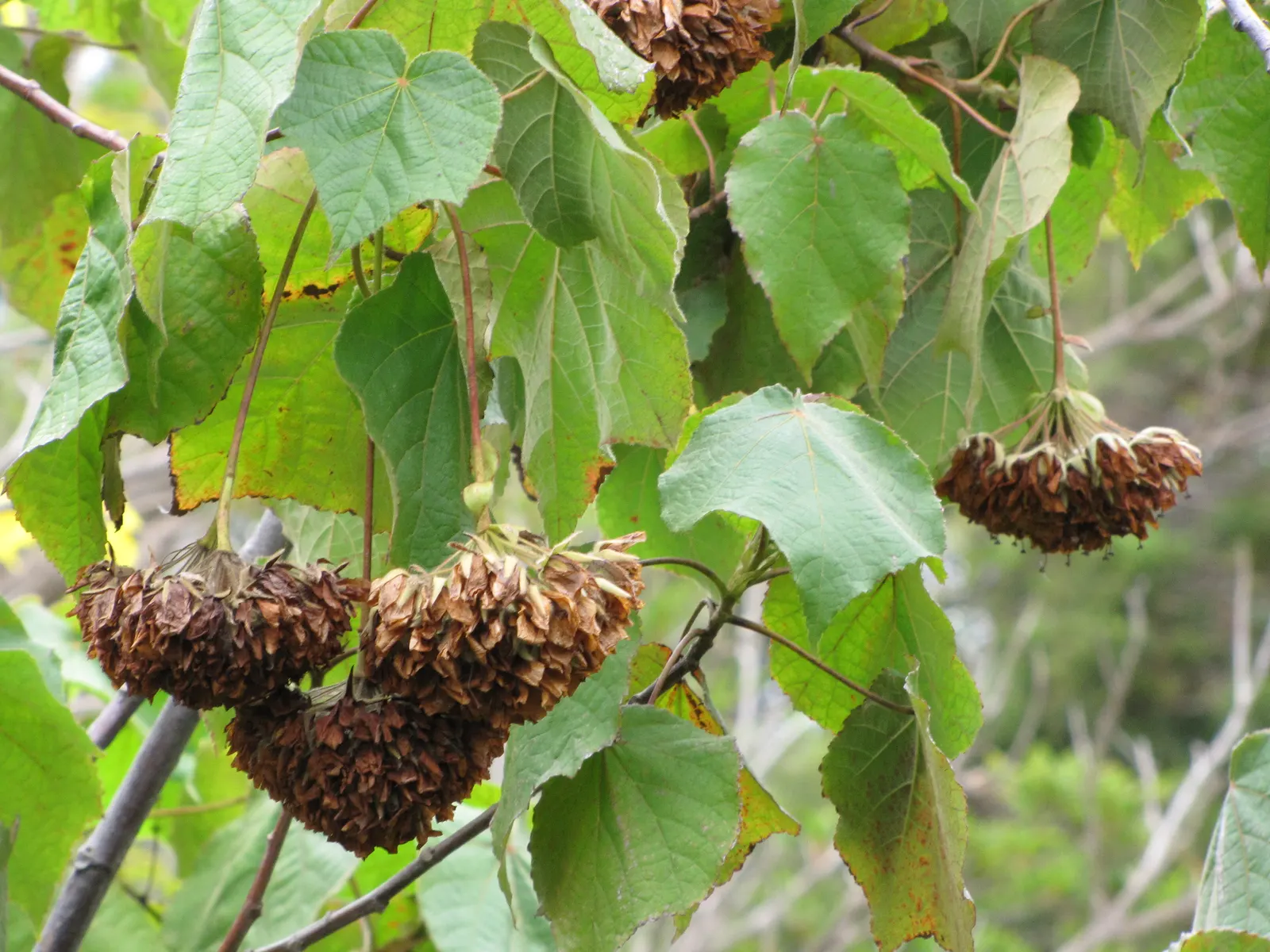 Pink Ball Tree (Dombeya Wallichii) — presents an opulent display that could serve as an ornamental centerpiece in any garden design; these leaves, image 71