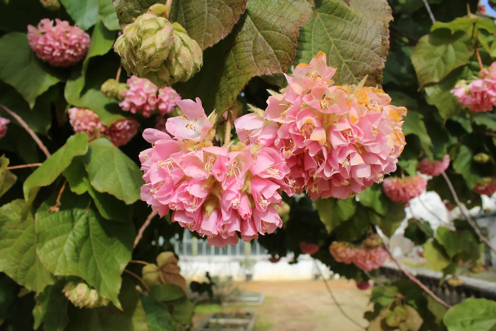 Pink Ball Tree (Dombeya Wallichii) — pink flowers in the garden