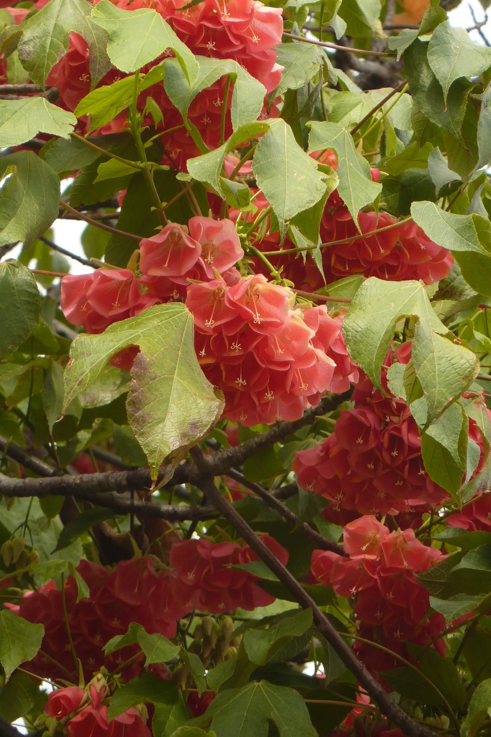 Pink Ball Tree (Dombeya Wallichii) — which can span up to 8 inches in length