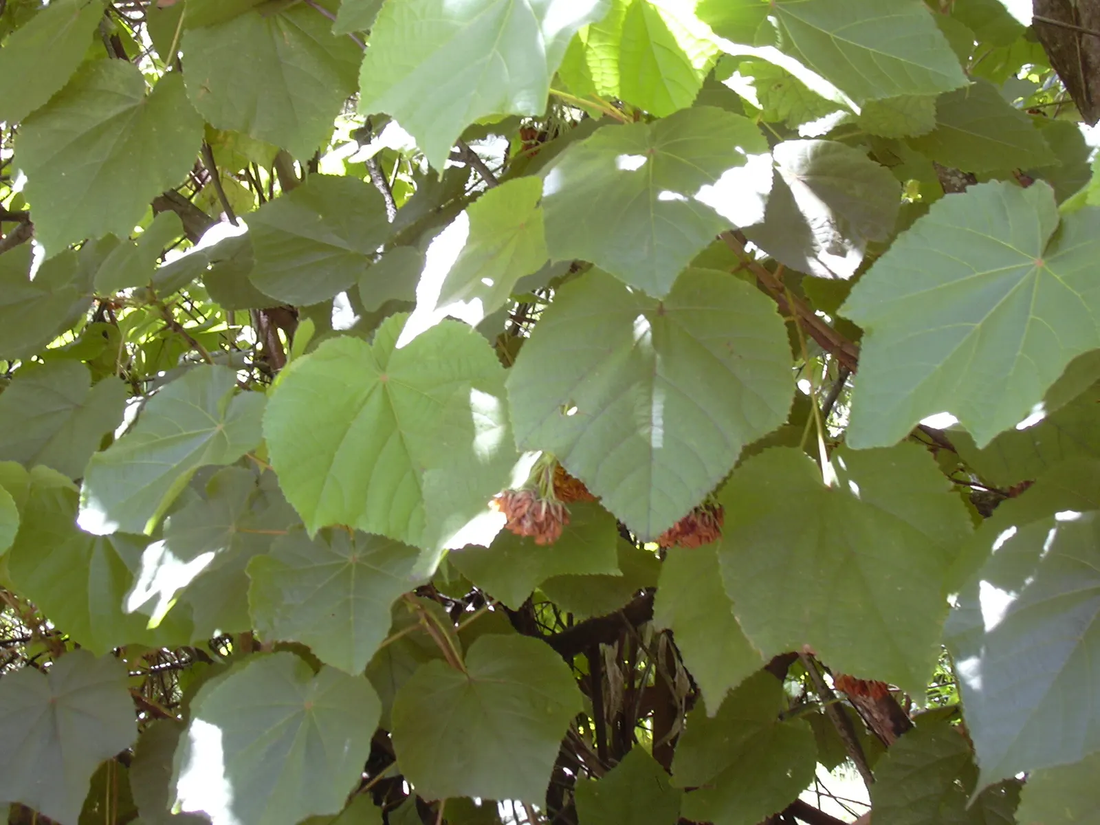 Pink Ball Tree (Dombeya Wallichii) — The Pink Ball Tree, or Dombeya wallichii, is a deciduous tropical showstopper; this specimen demands full sun, image 85