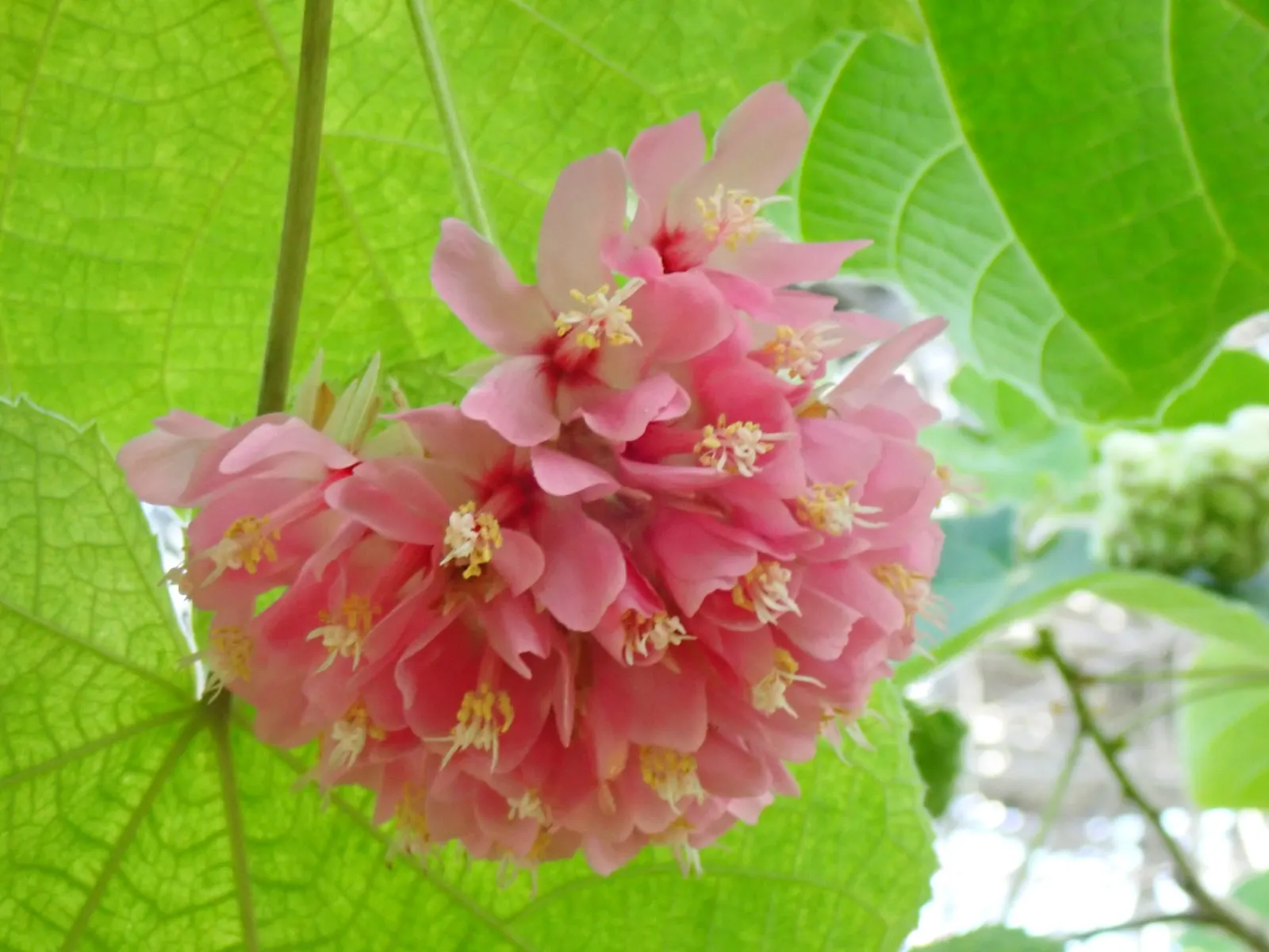 Pink Ball Tree (Dombeya Wallichii) — it features heart-shaped leaves and prolific pink blooms resembling hydrangeas that appear in winter