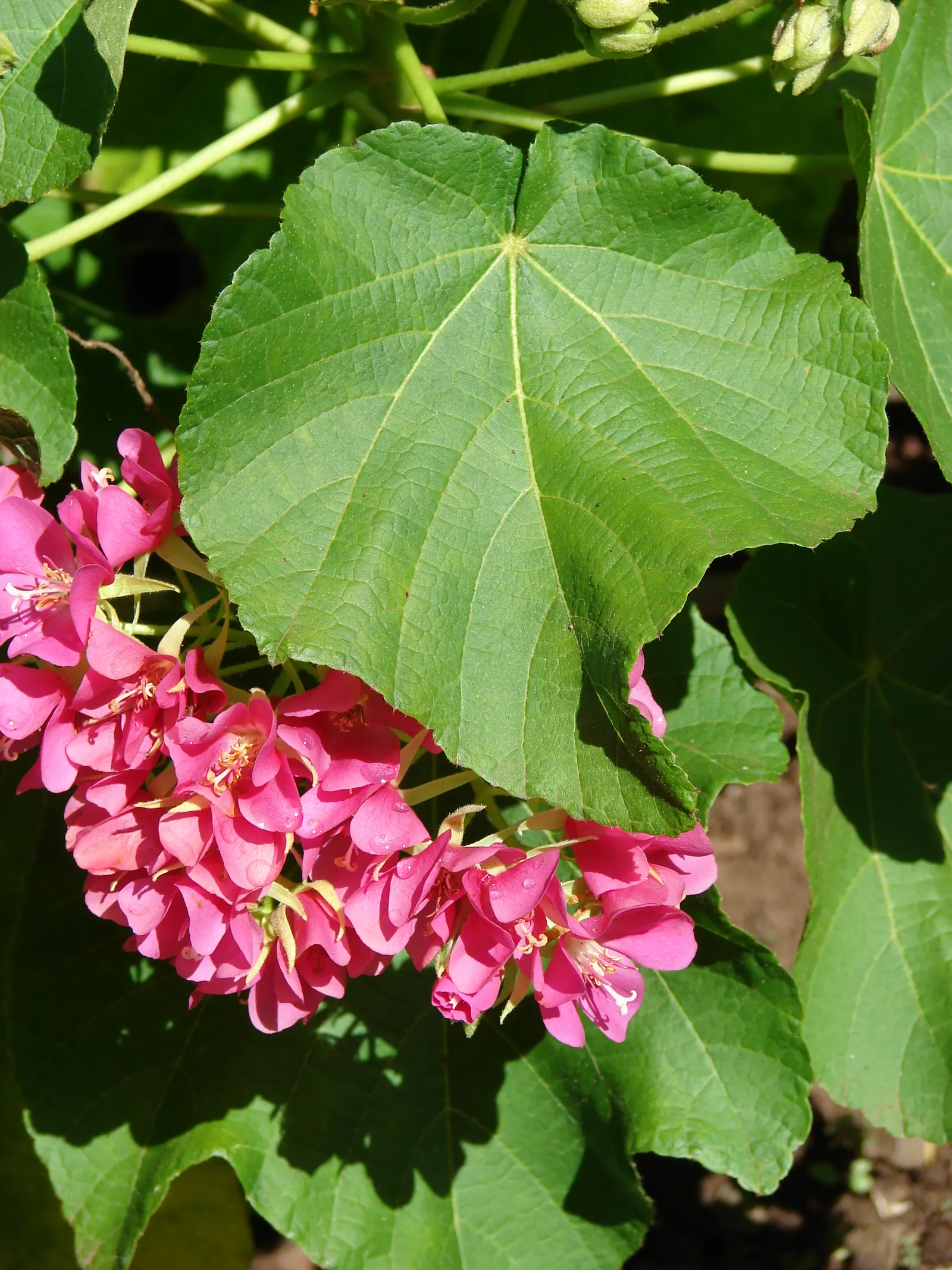 Pink Ball Tree (Dombeya Wallichii) — commonly referred to as the Pink Ball Tree; this specimen demands full sun to partial shade and thrives in, image 49