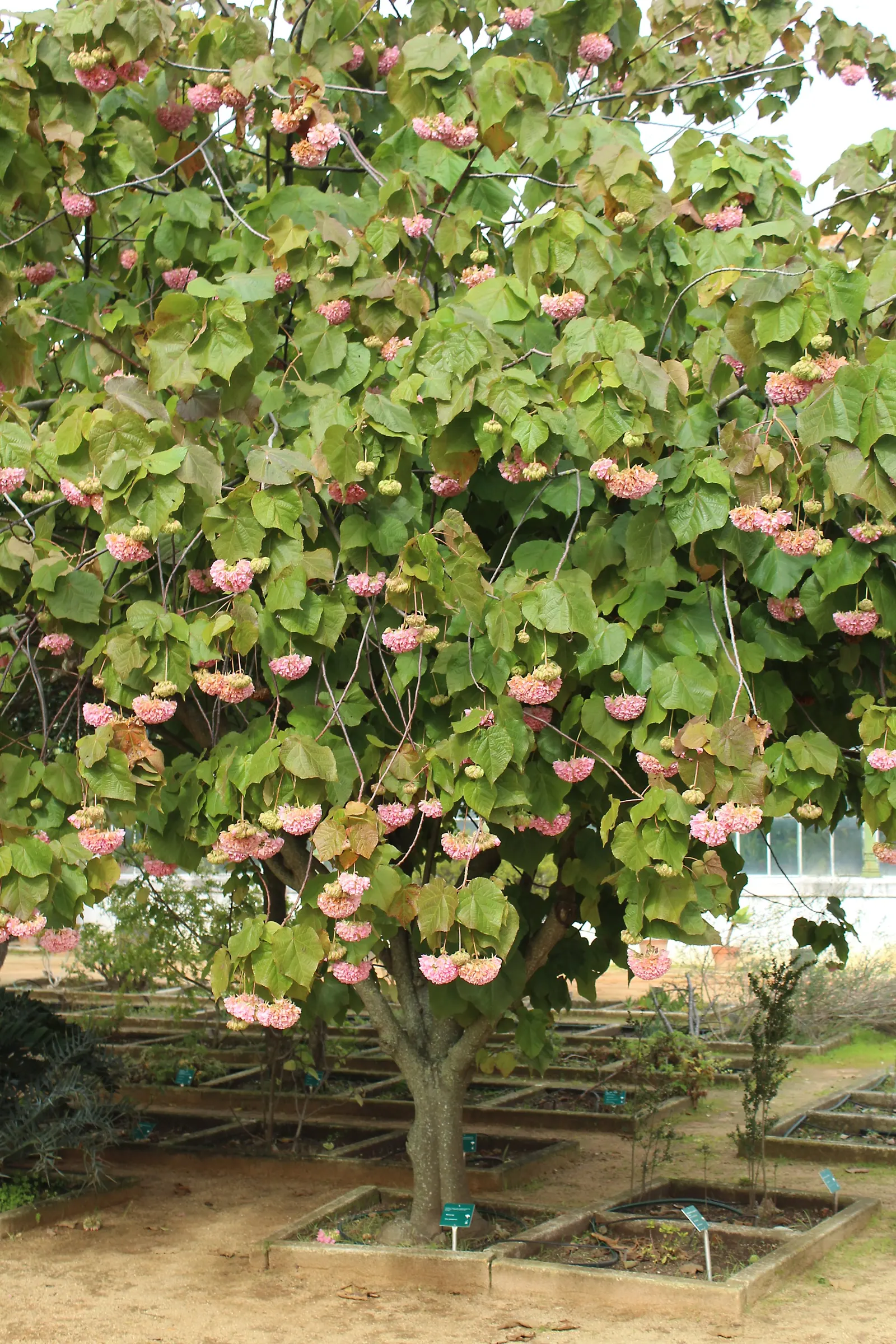 Pink Ball Tree (Dombeya Wallichii) — adding a touch of tropical elegance to the garden setting